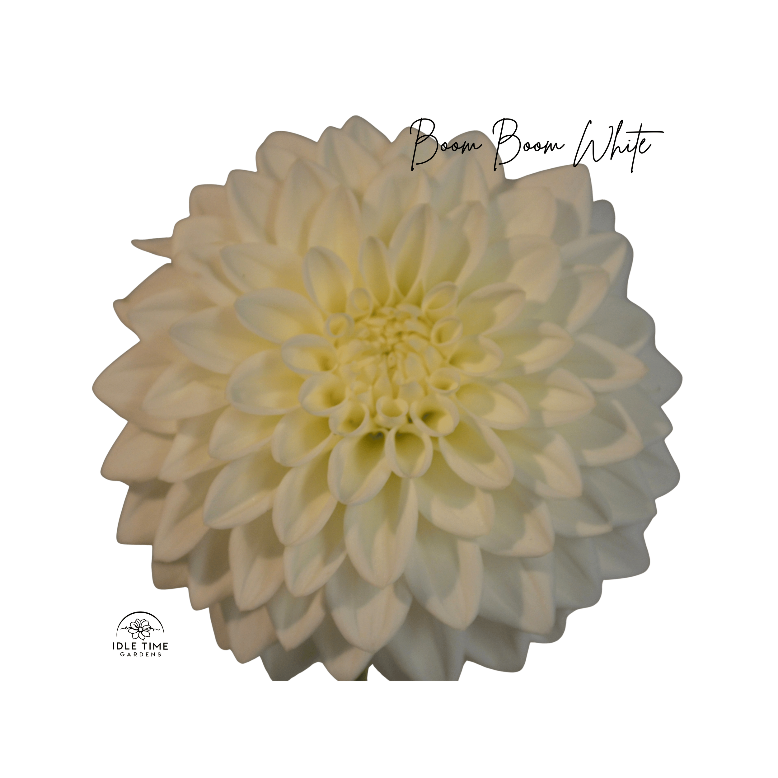 Boom Boom White - Single.png