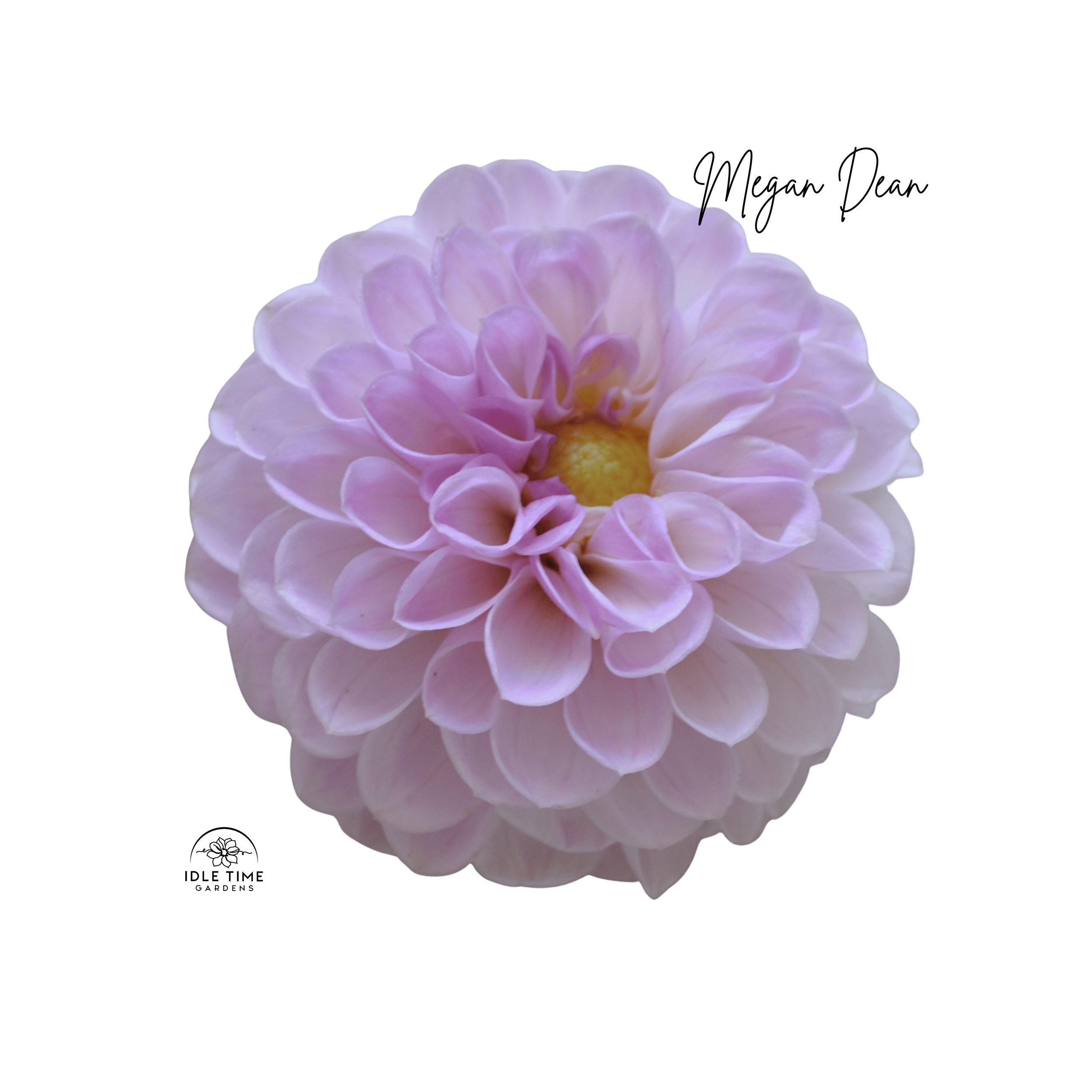 Megan Dean - Single.png