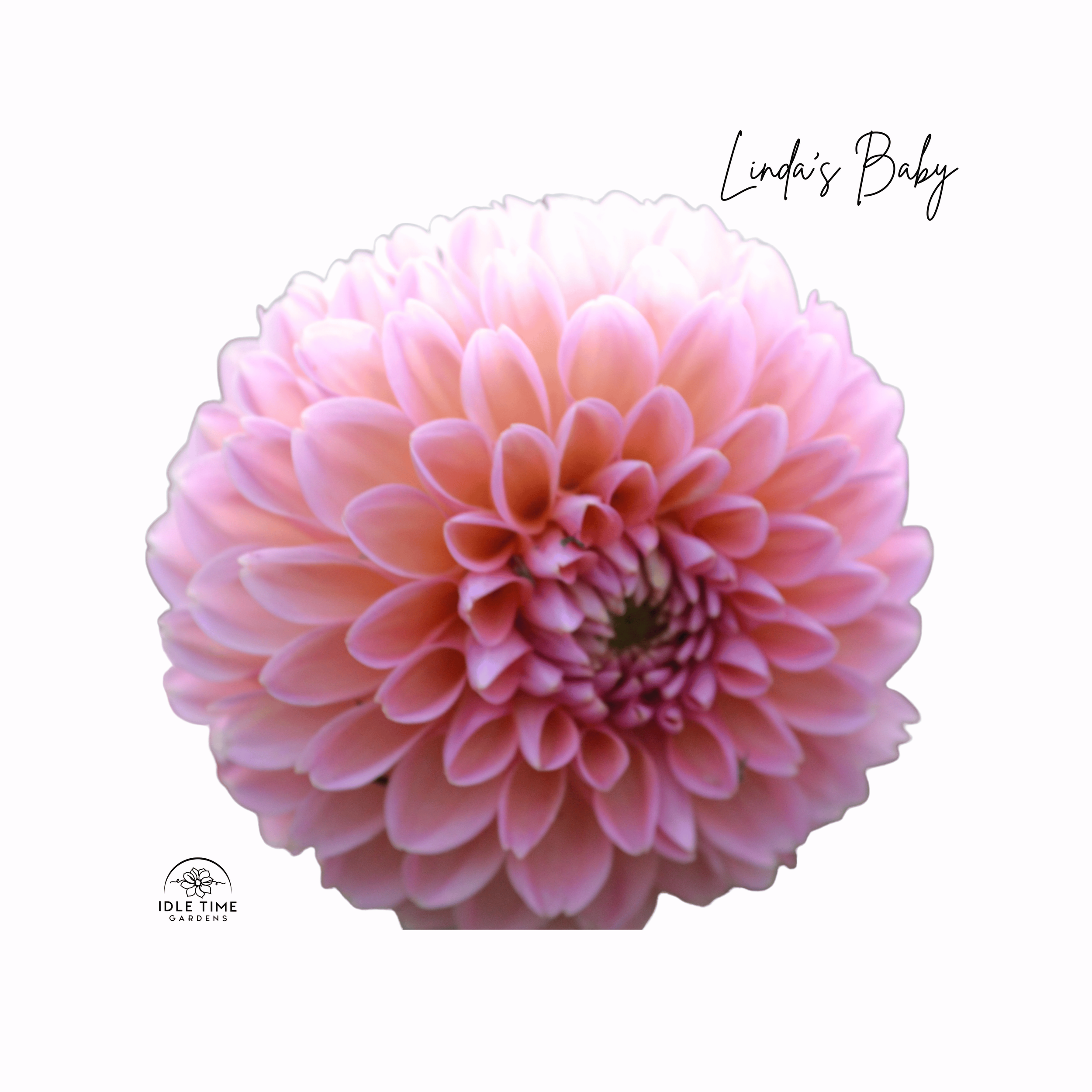 Linda’s Baby - Single.png