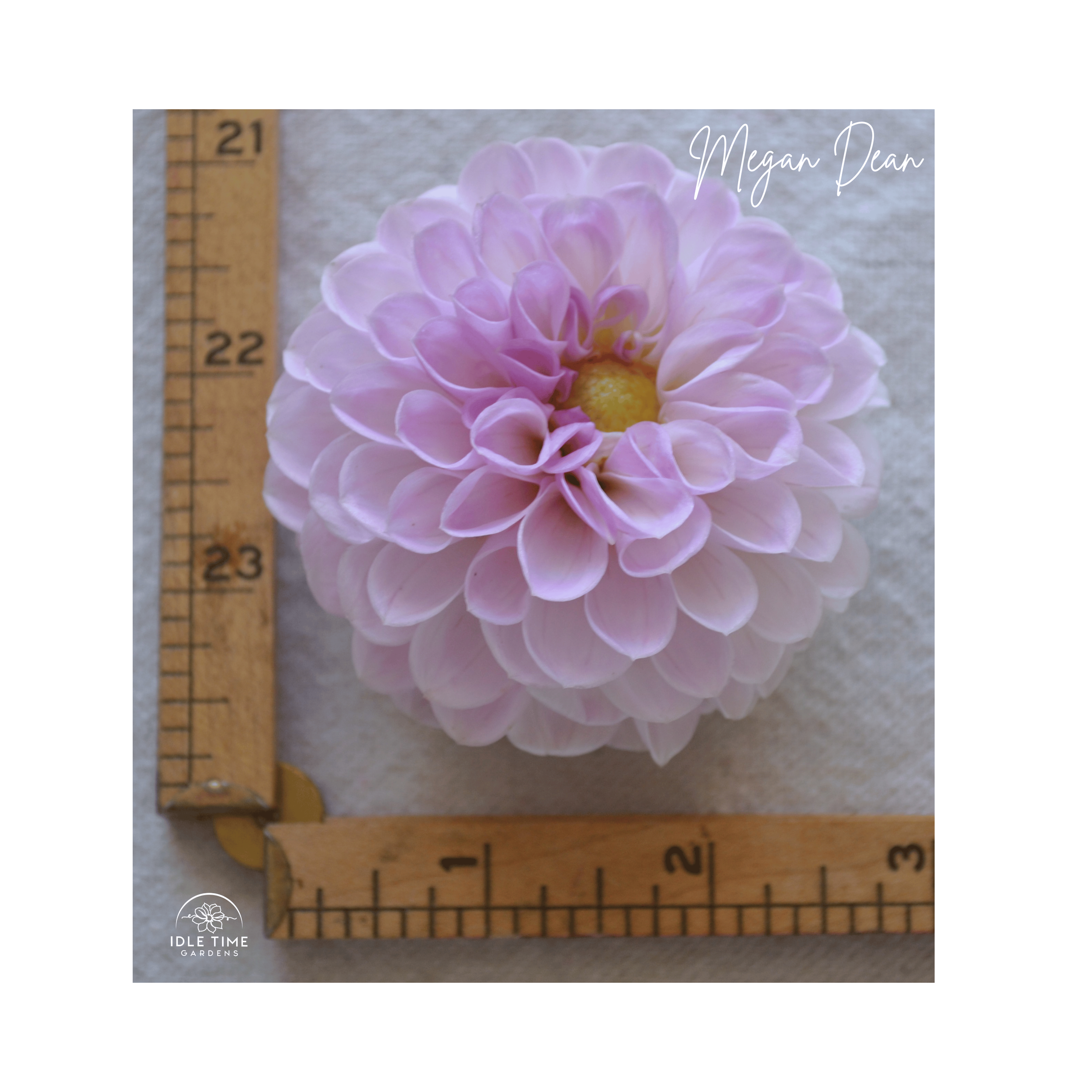 Megan Dean - Measure.png