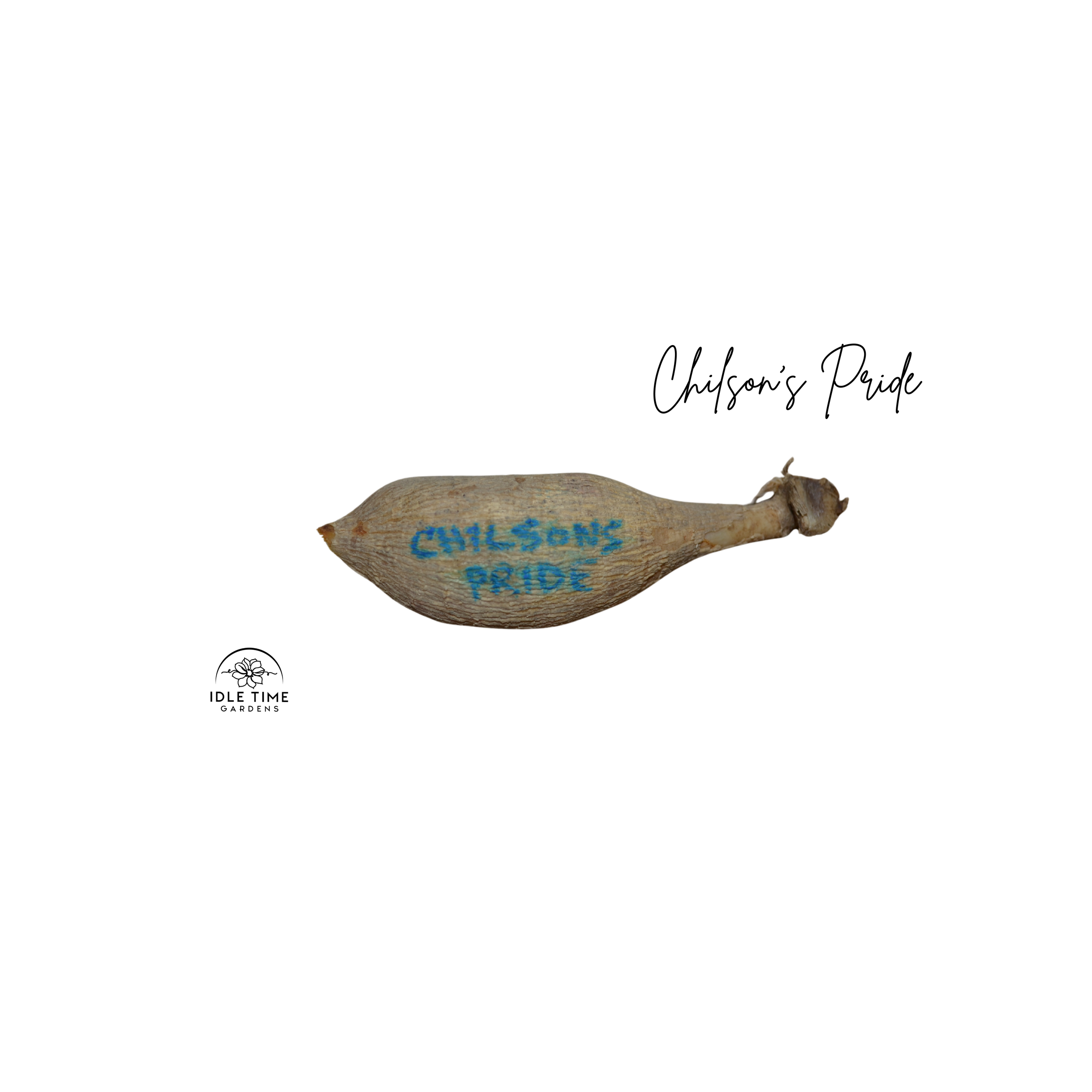 Chilson's Pride Tuber WT.png