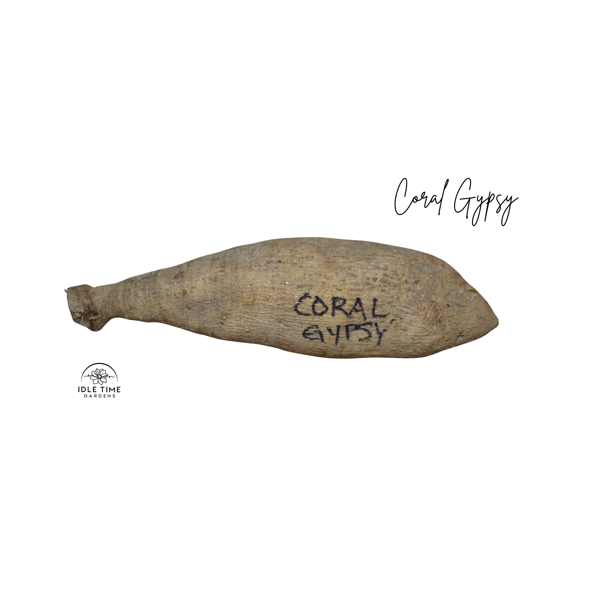 Coral Gypsy Tuber WT.png