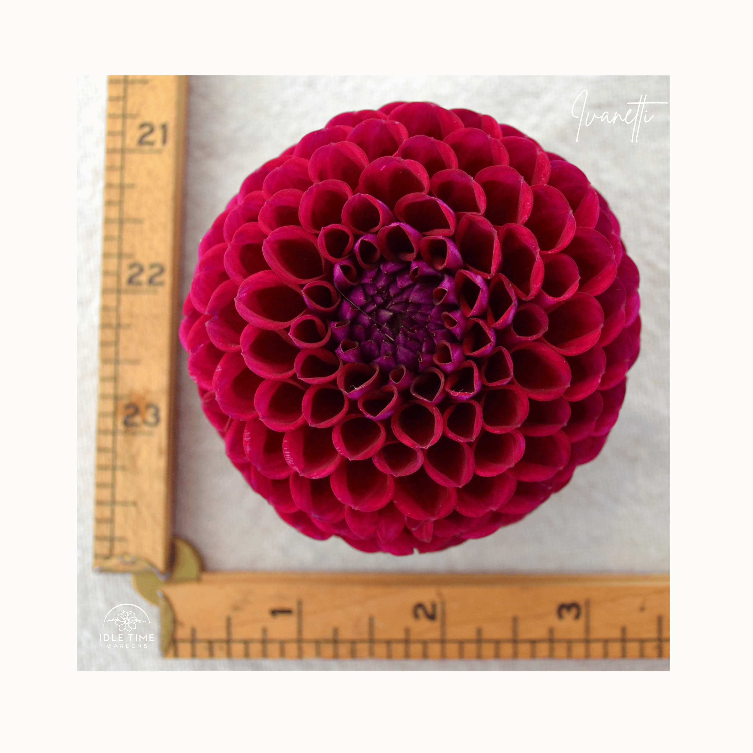 Ivanetti - Measure.png