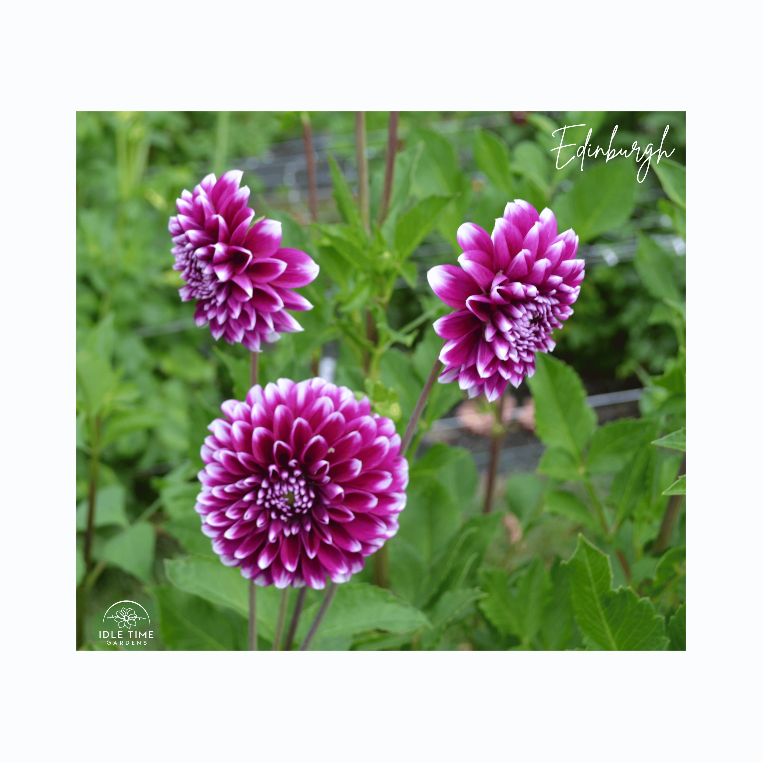 Edinburgh - In Field Group.png