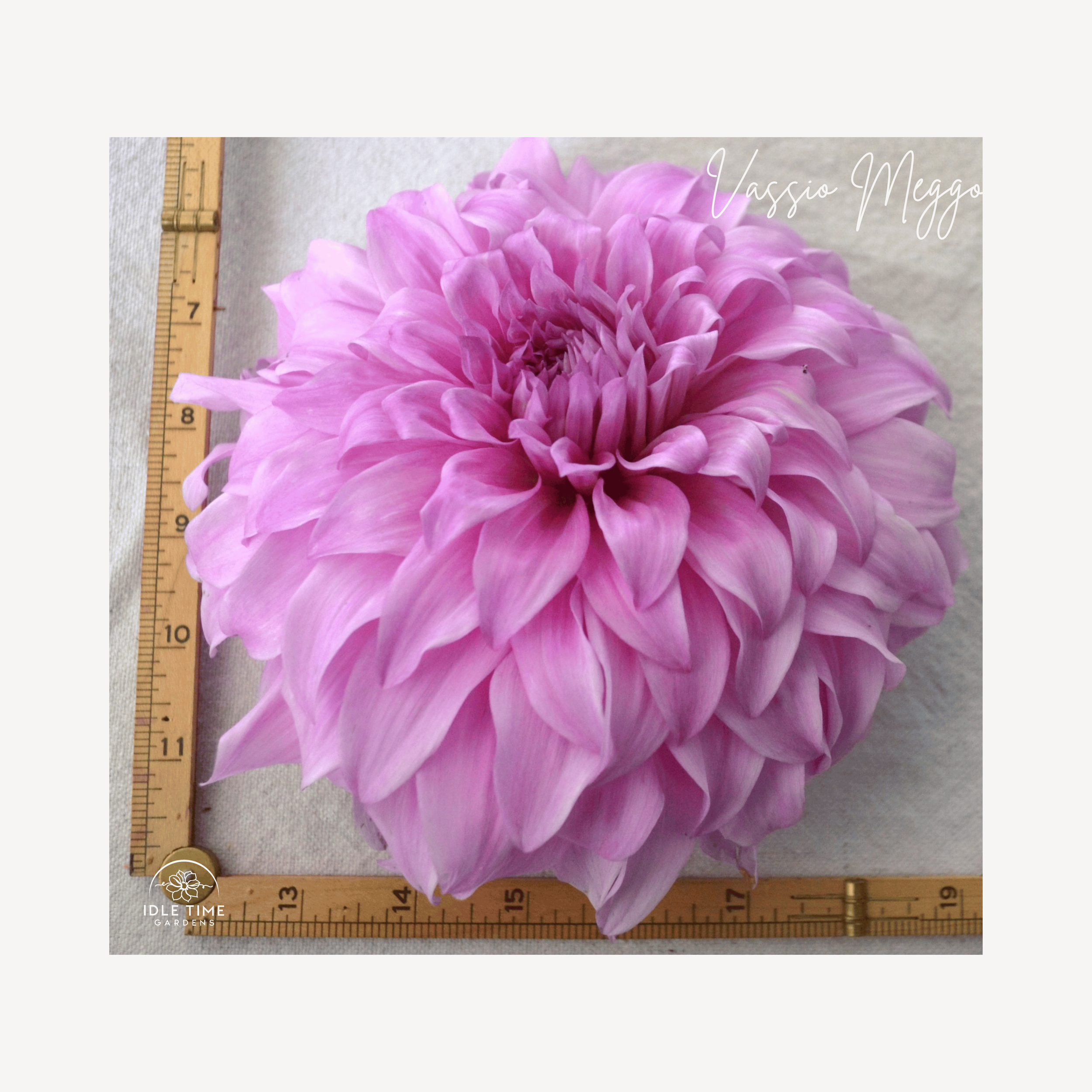 Vassio Meggos - Measure.png