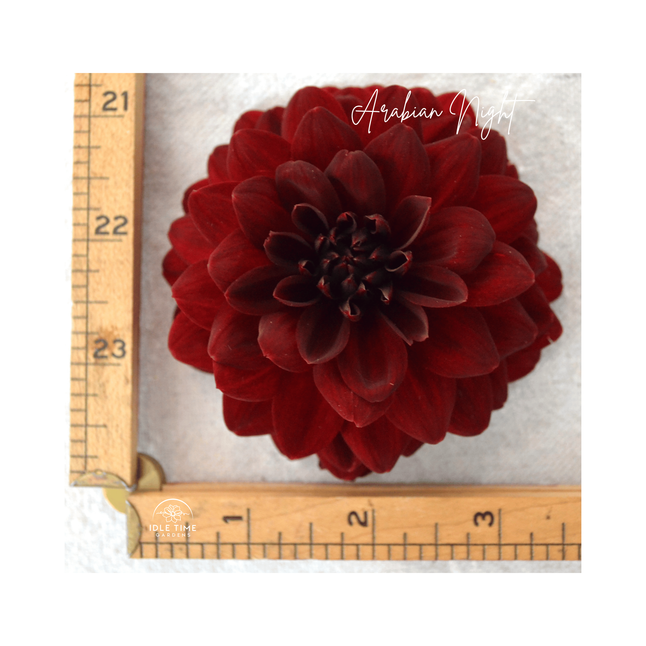 Arabian Night - Measure.png