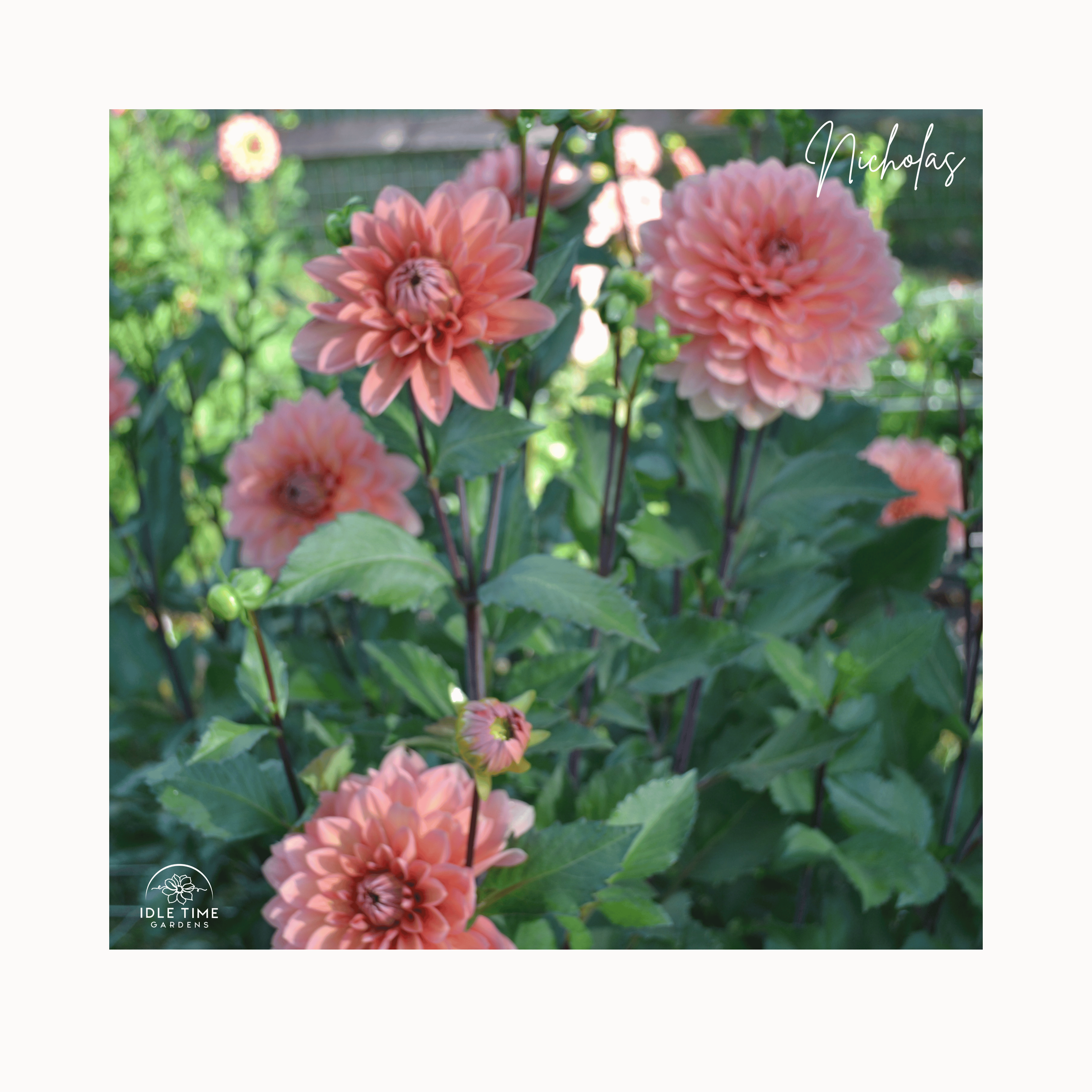 Nicholas In Field Group.png