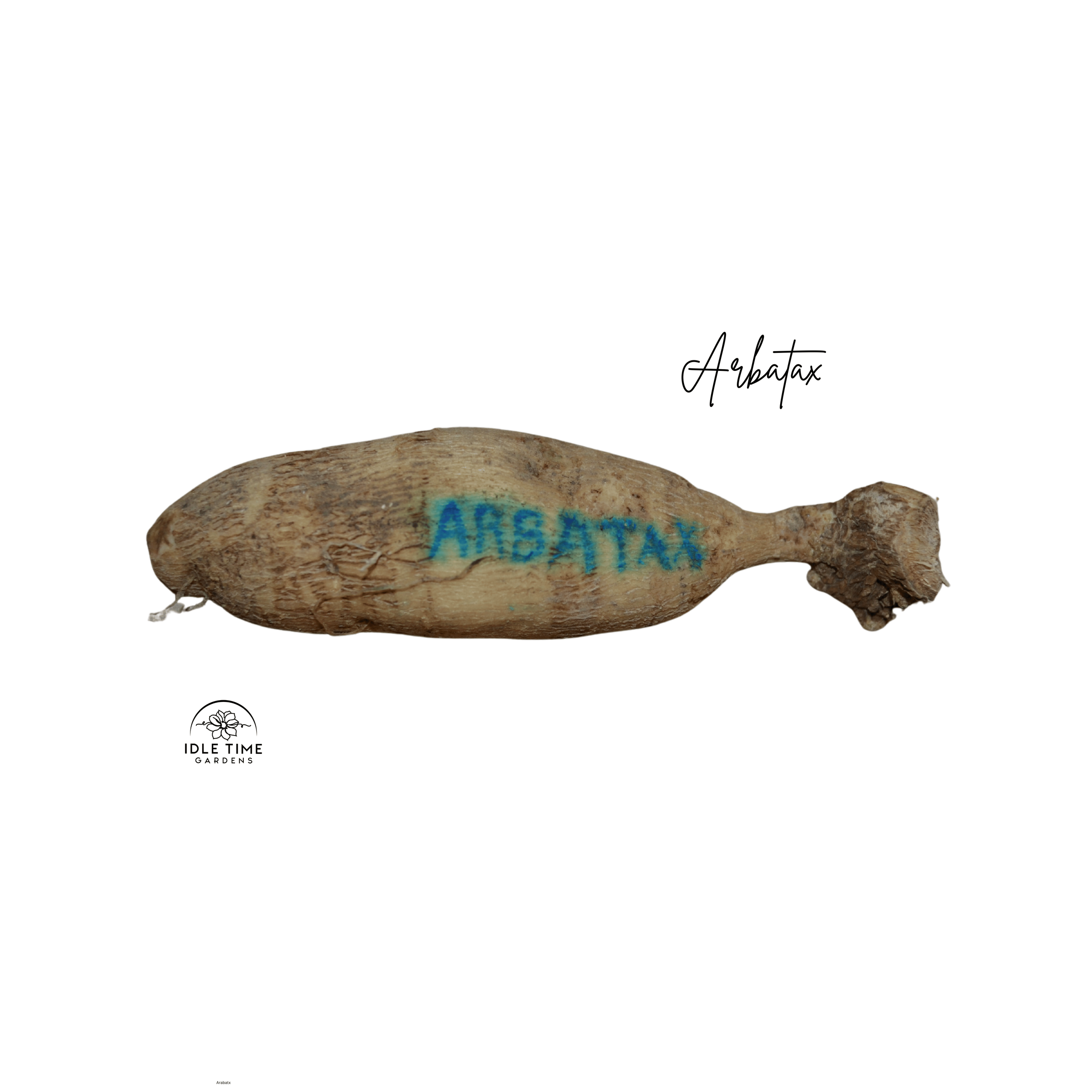 Arbatax Tuber WT.png