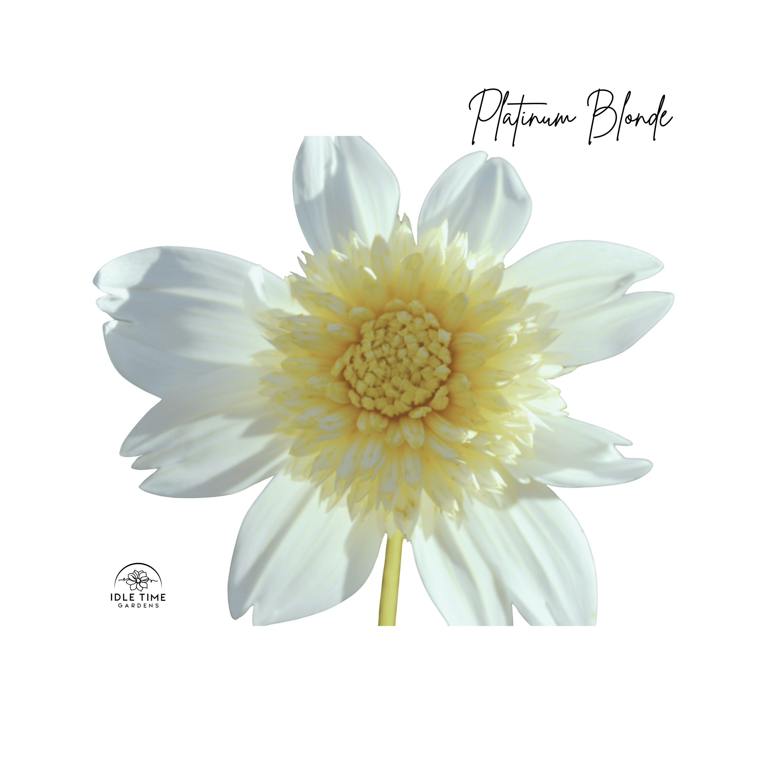 Platinum - Single.png