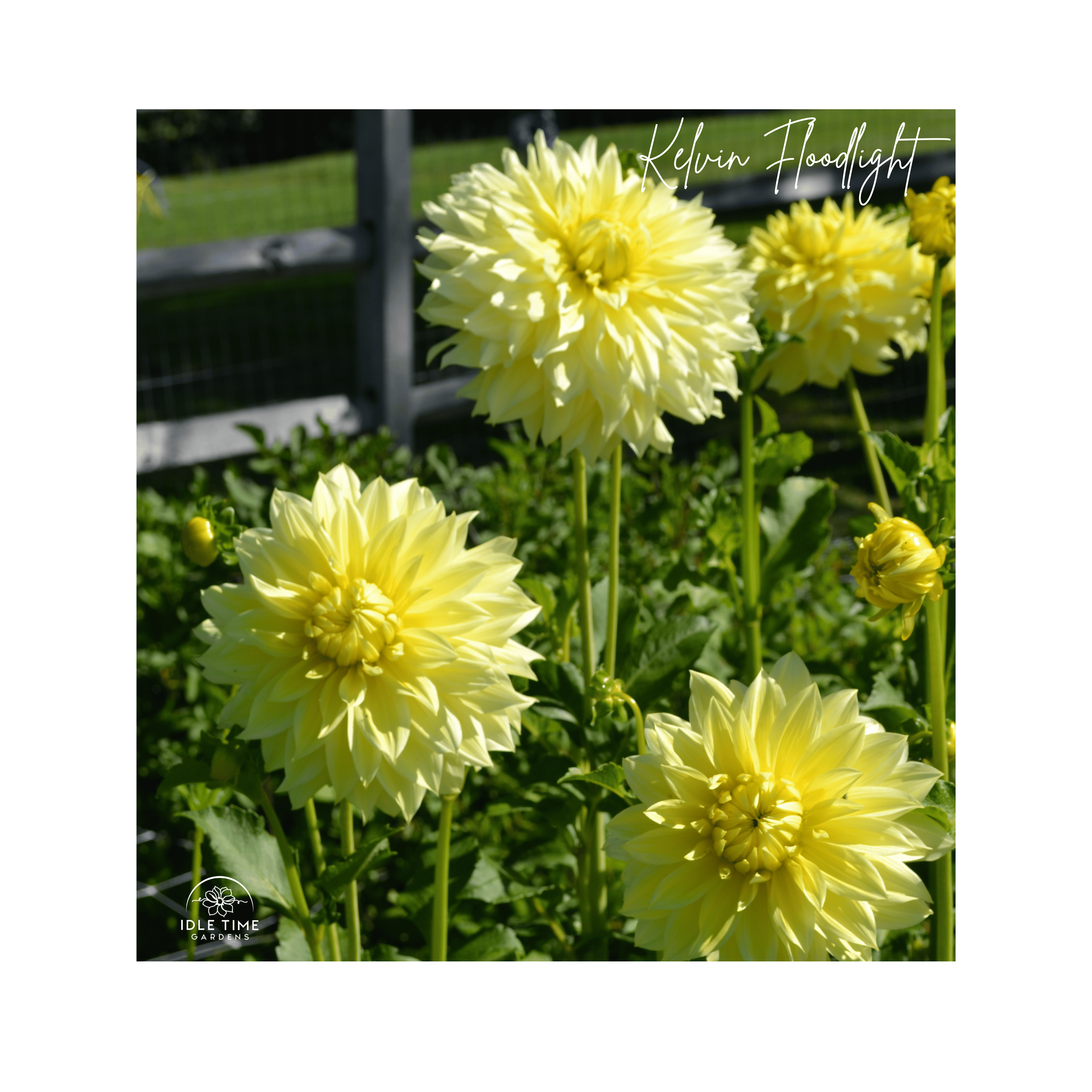 Kelvin Floodlight - In Field Group.png