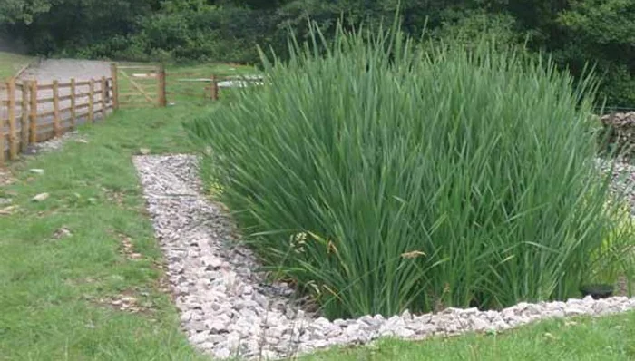 In Ground Domestic Reed Bed.