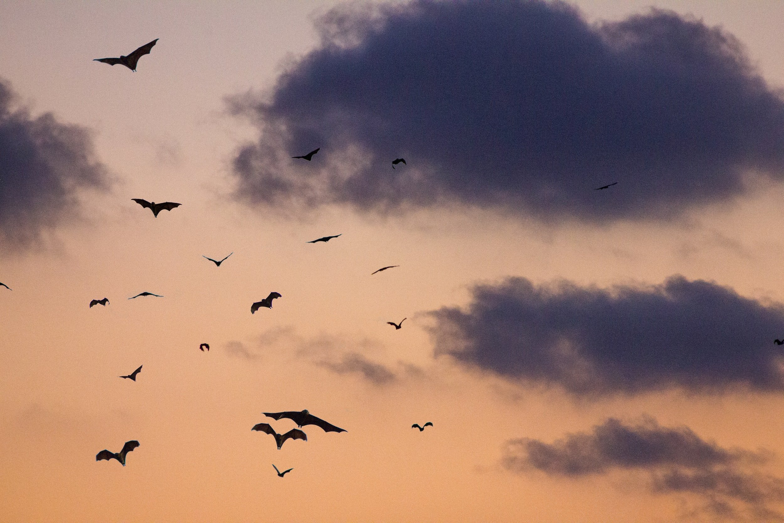 The Wonderful World of Bats