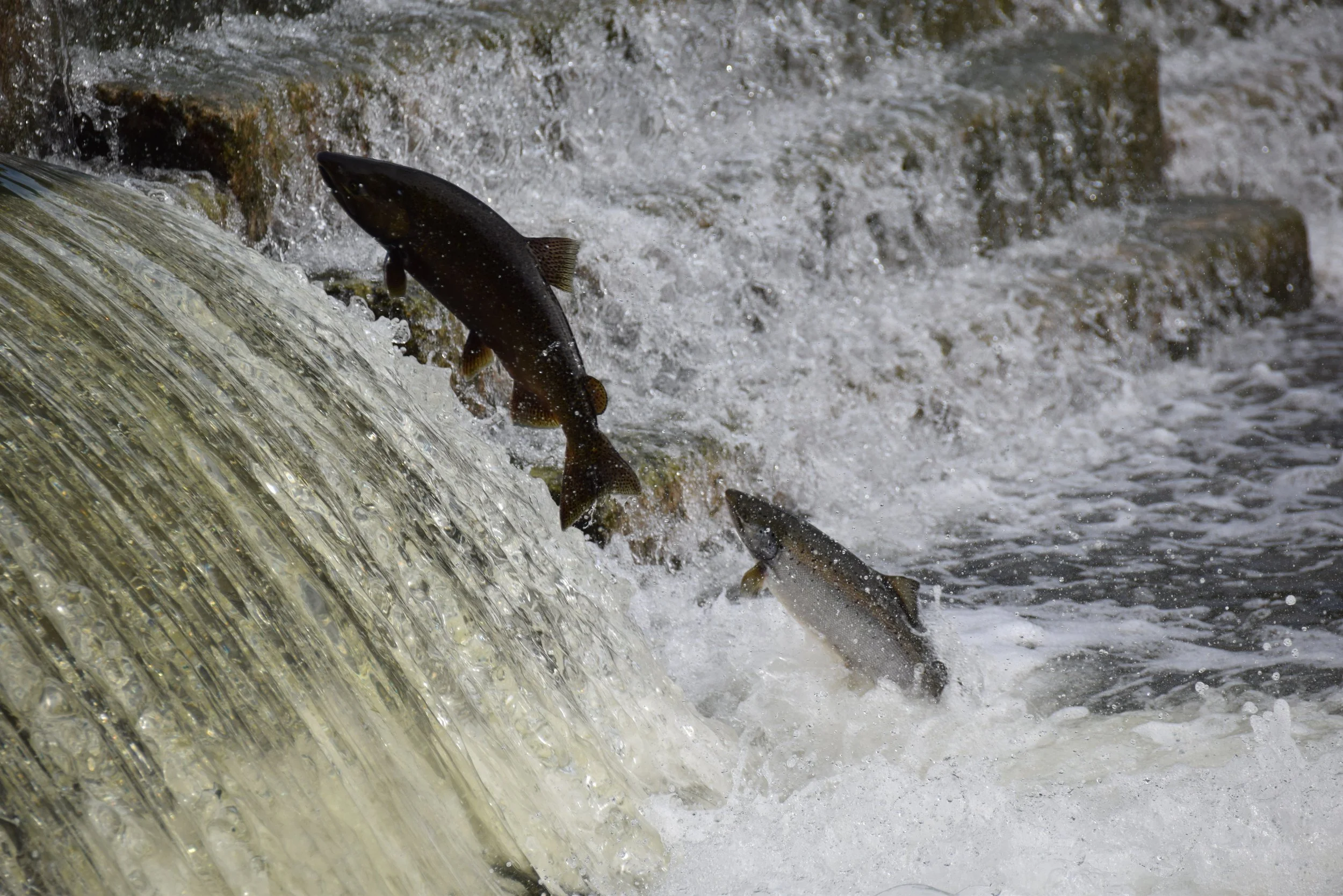 Salmon Run on the Humber River
