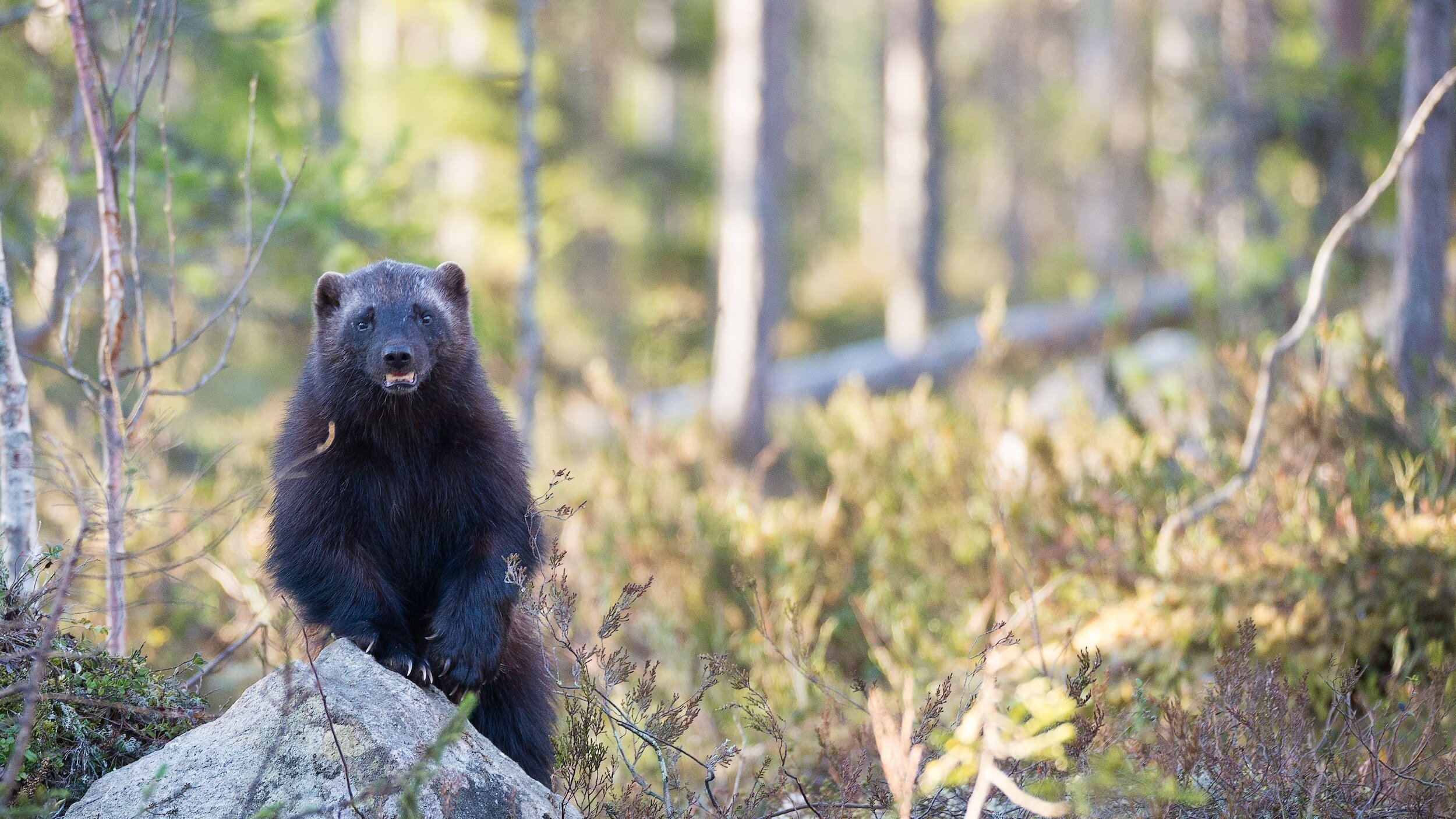 Supercubs, Satellite Tracking, and Chainsaw Charlie: The Untold Stories of a Wolverine SWAT Team