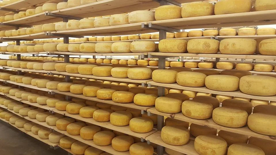 Caseation Cheese The Art & Science of Cheese — Royal Canadian Institute for Science