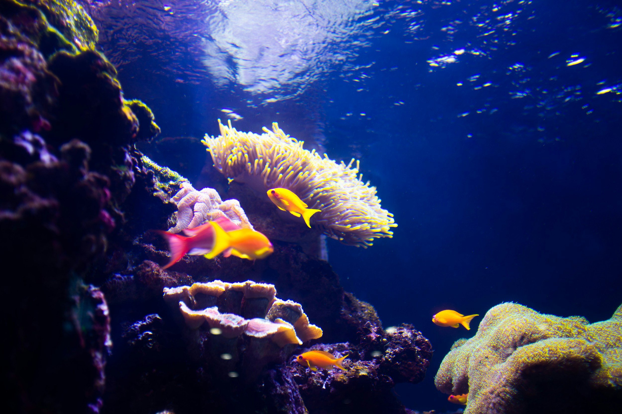 Red Fish, Blue Fish, Which Fish is Which Fish?