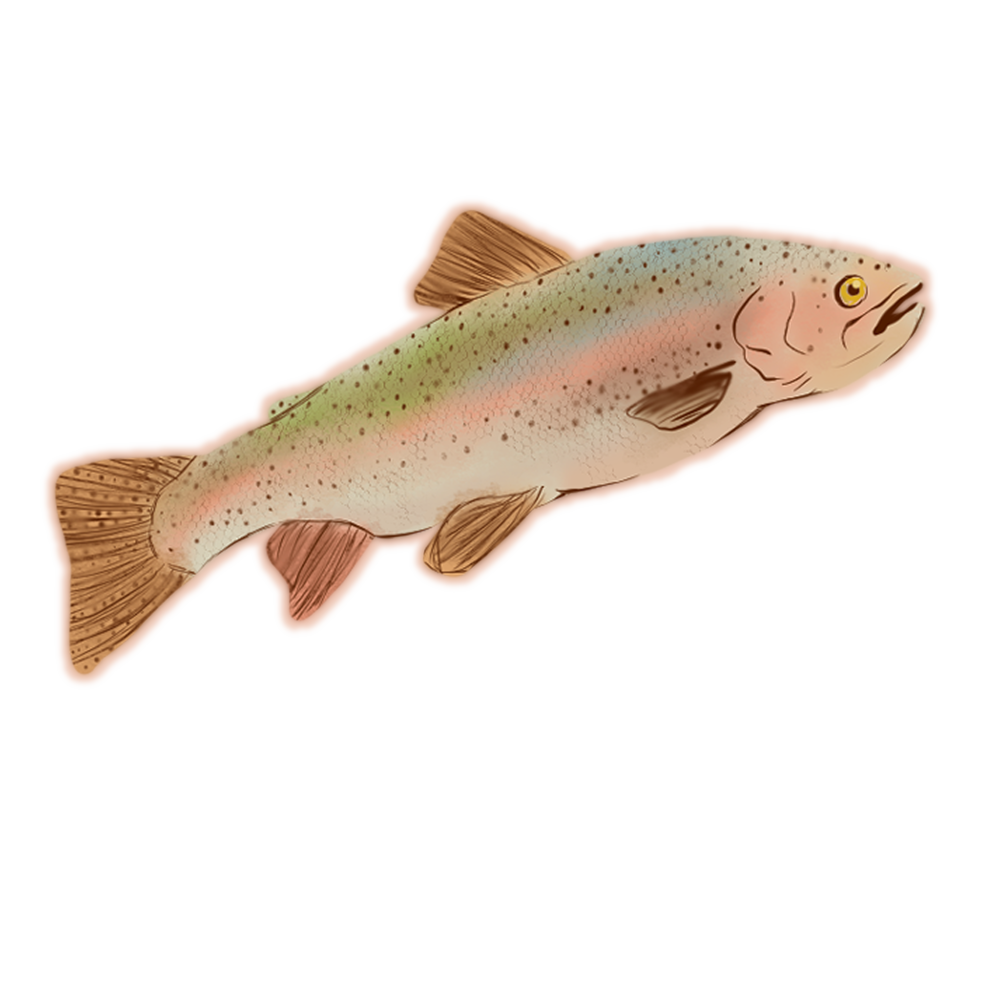 RainbowTrout.png