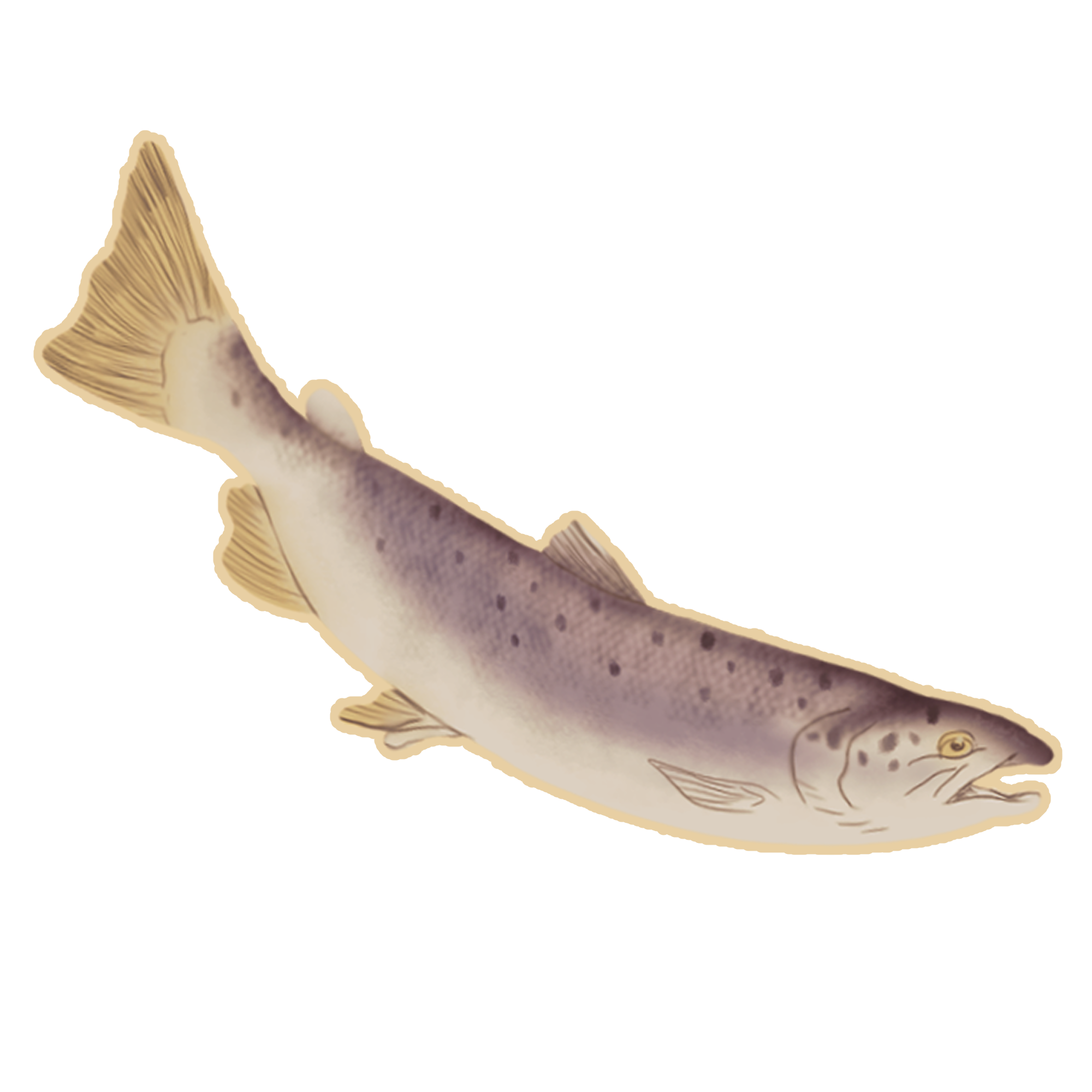 AtlanticSalmon.png