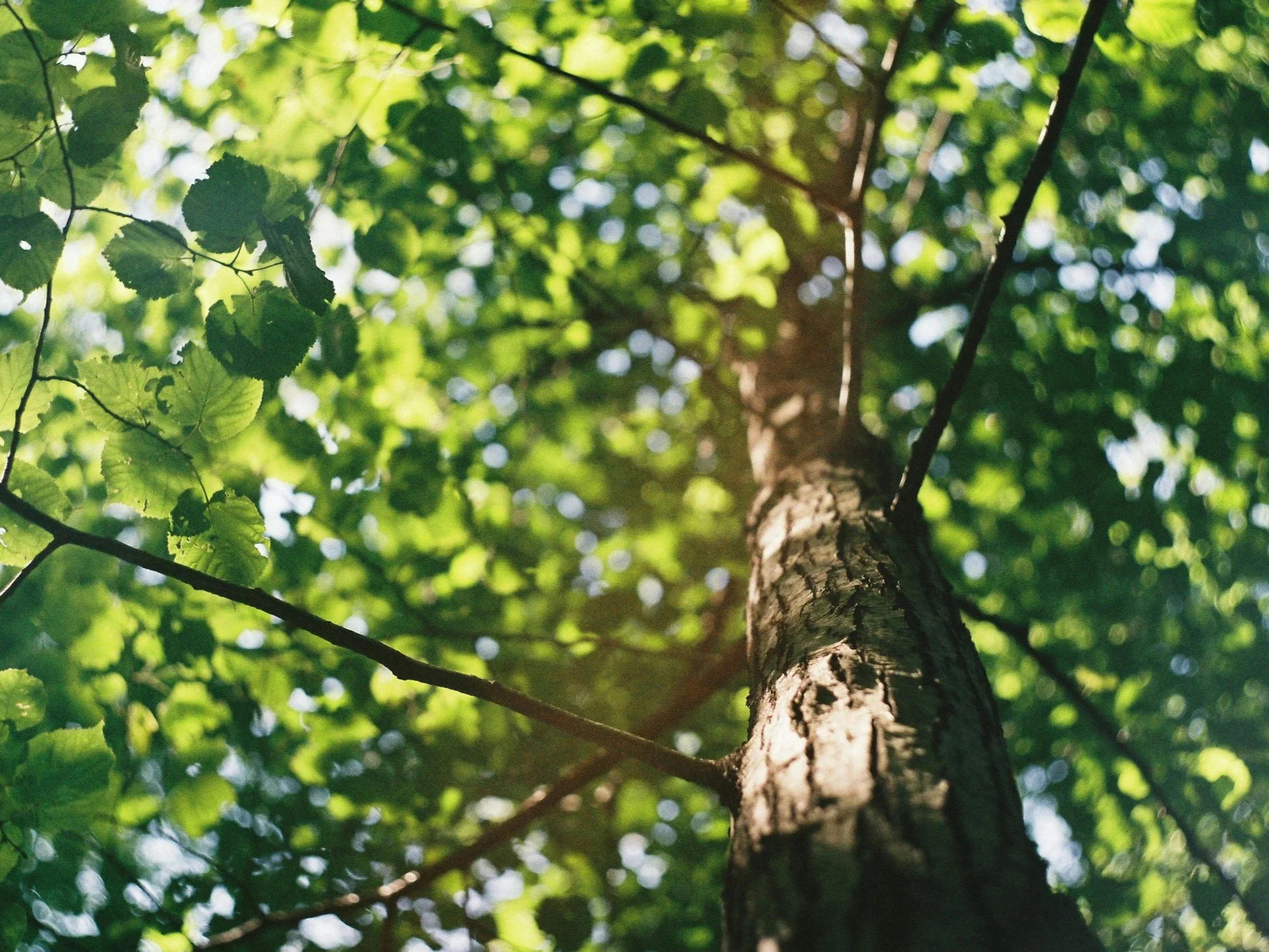 Field Trips: Tall Tales | A Tree ID Walk
