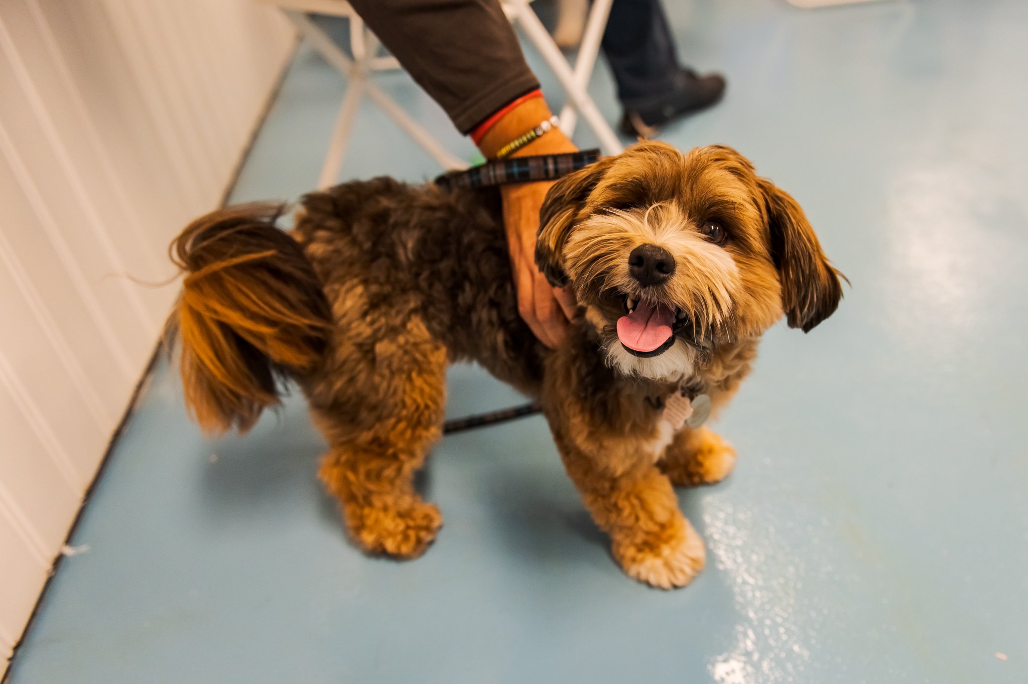 paws-perception-NealGanguli-rciscience-11-17-2024-web-01.jpg