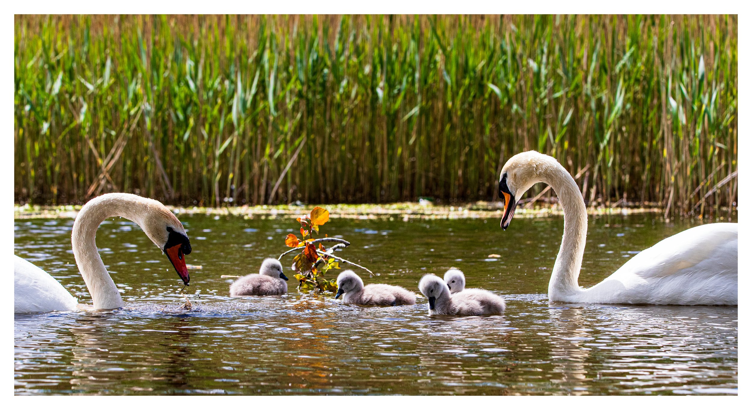 Swan Family on the water