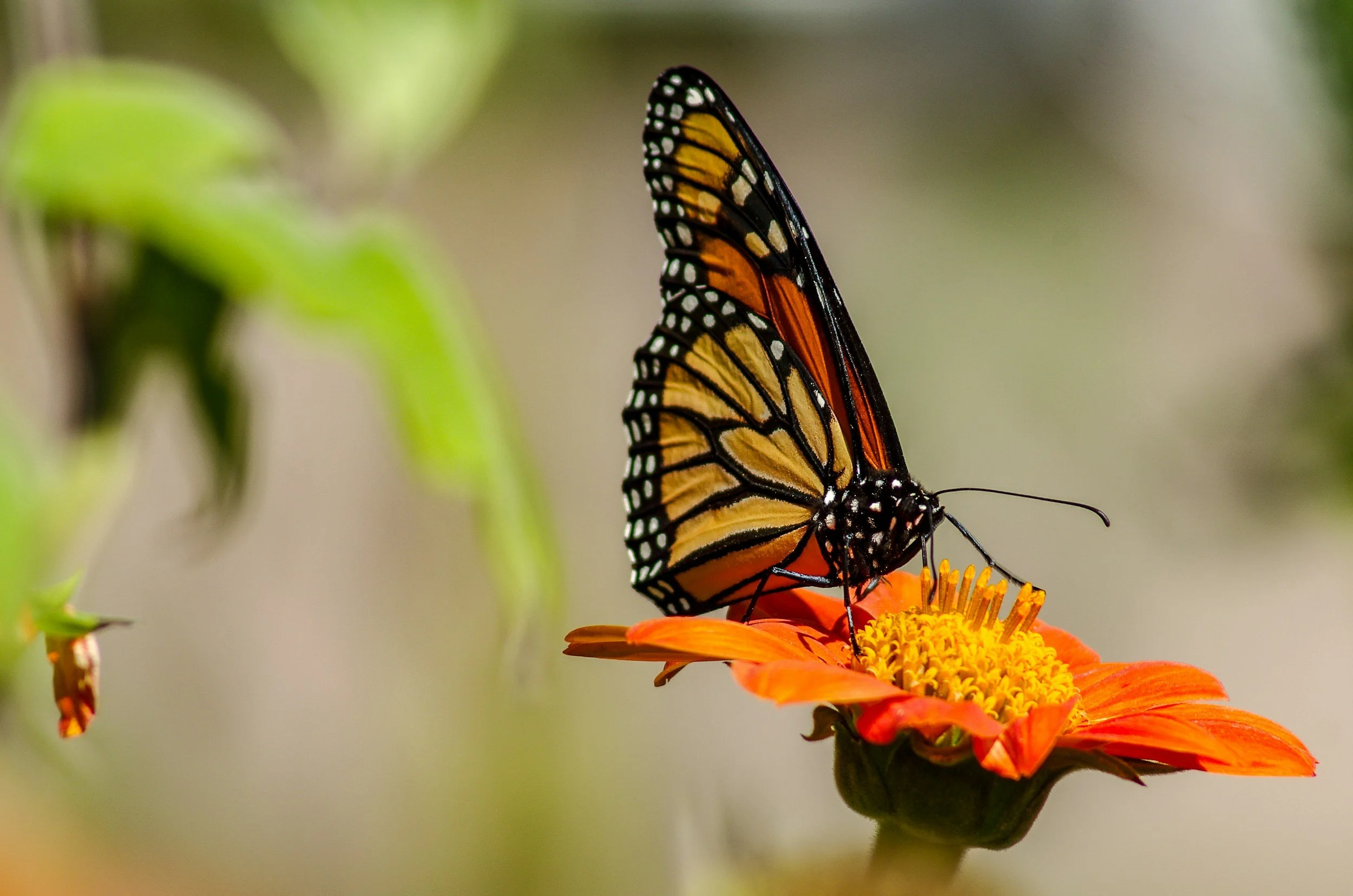 MONARCH BUTTERFLY