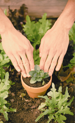 What is therapeutic horticulture?