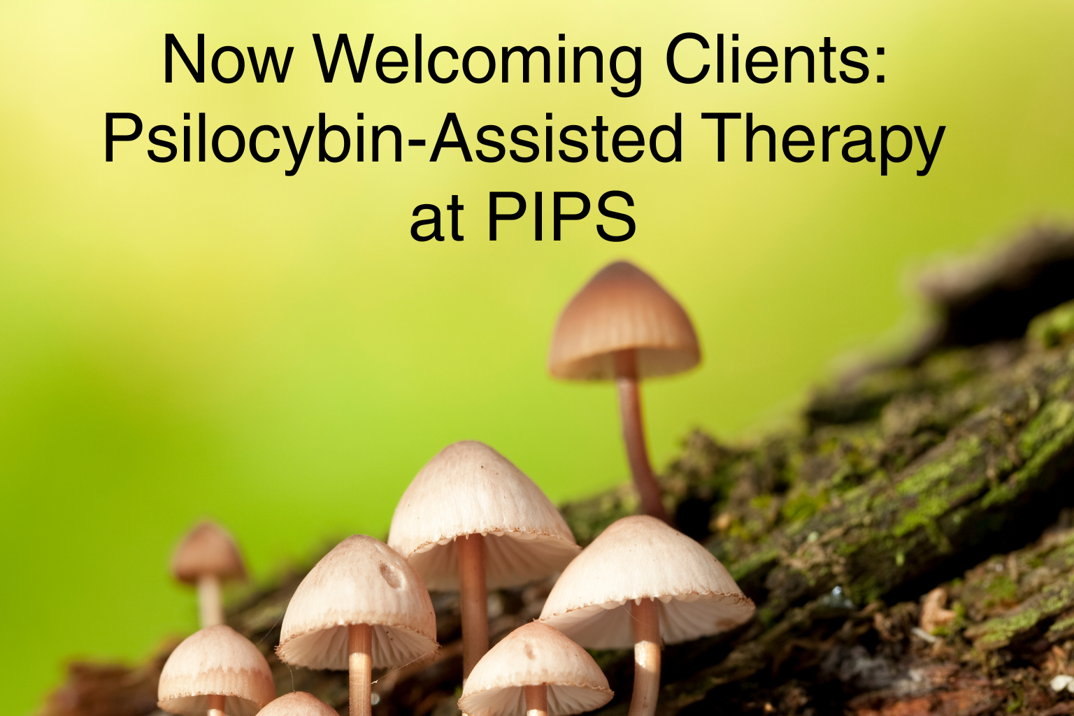 Now Welcoming Clients: Psilocybin-Assisted Therapy at PIPS