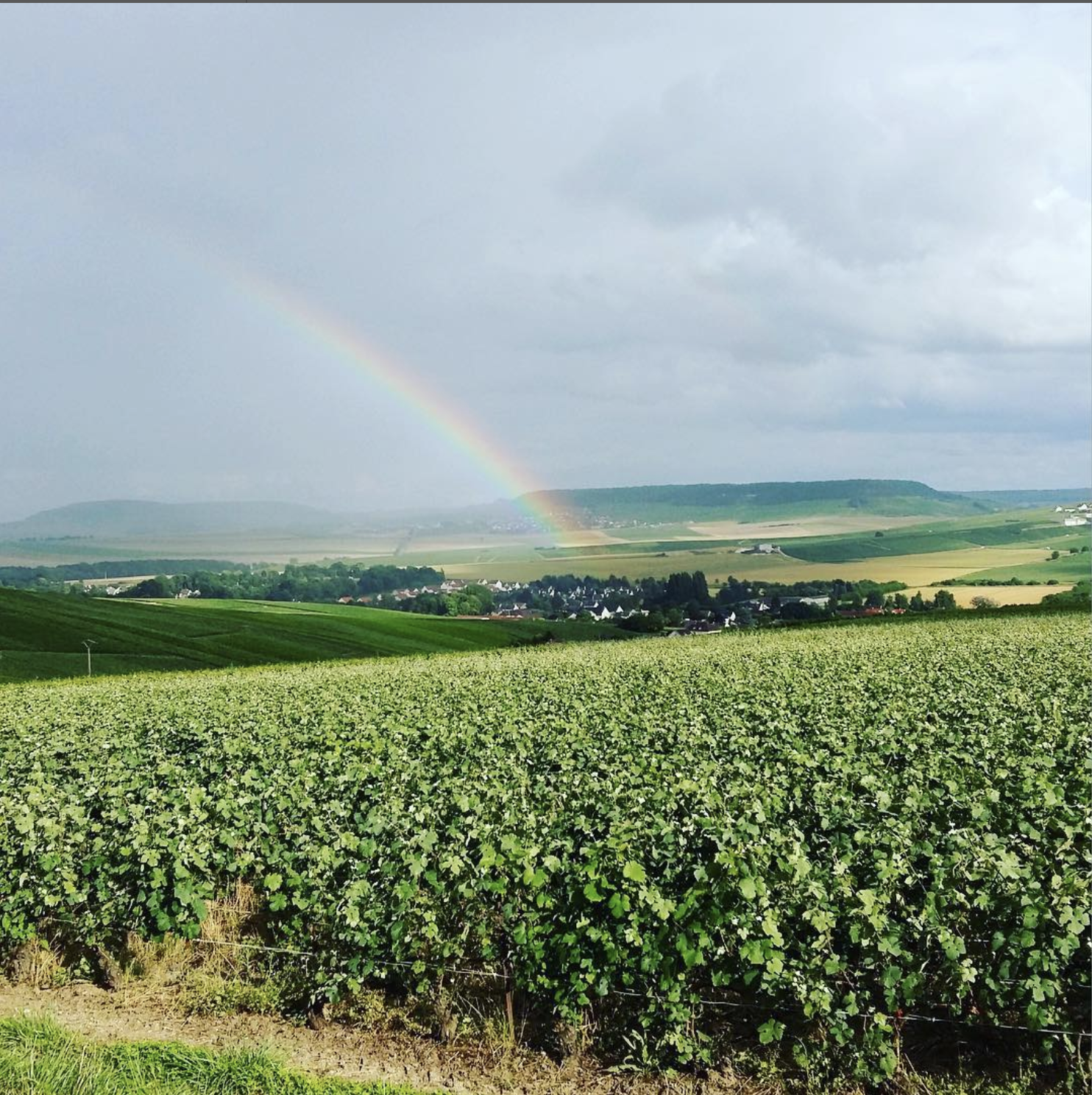 pinot-chevauchet-vineyard.png