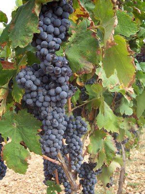 Primitivo+grapes.jpg