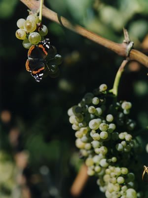 Greco+Grapes.jpeg