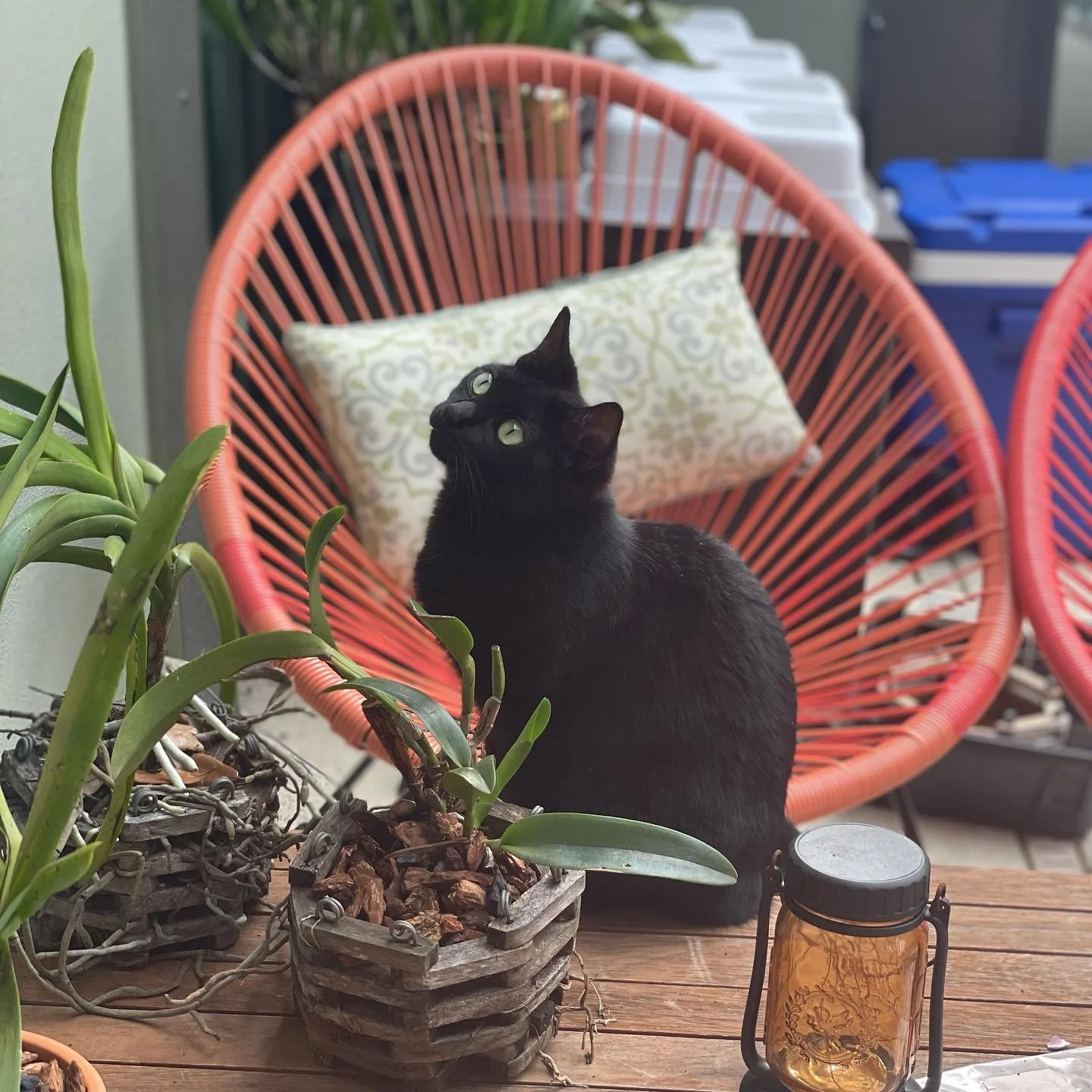 Gypper posing gracefully on Friday afternoon 🌞 #catsofinstagram #languageofanimals #cats #petsitter #petsittertampa #dogwalker #animallovers #animals #animalphotography