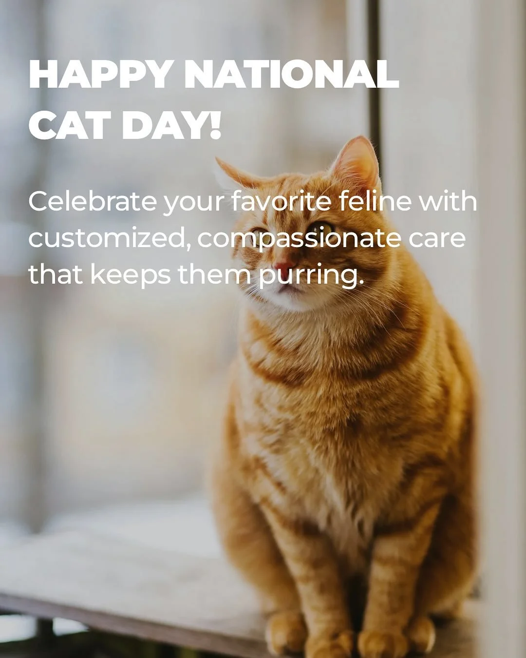 Happy National Cat Day! 🐾 Skip the carrier drama this holiday season. Our trusted sitters come to you, keeping your feline friend comfortable in their favorite sunny spot.⁣
⁣
Because the best gift you can give your cat? Their routine, their territor