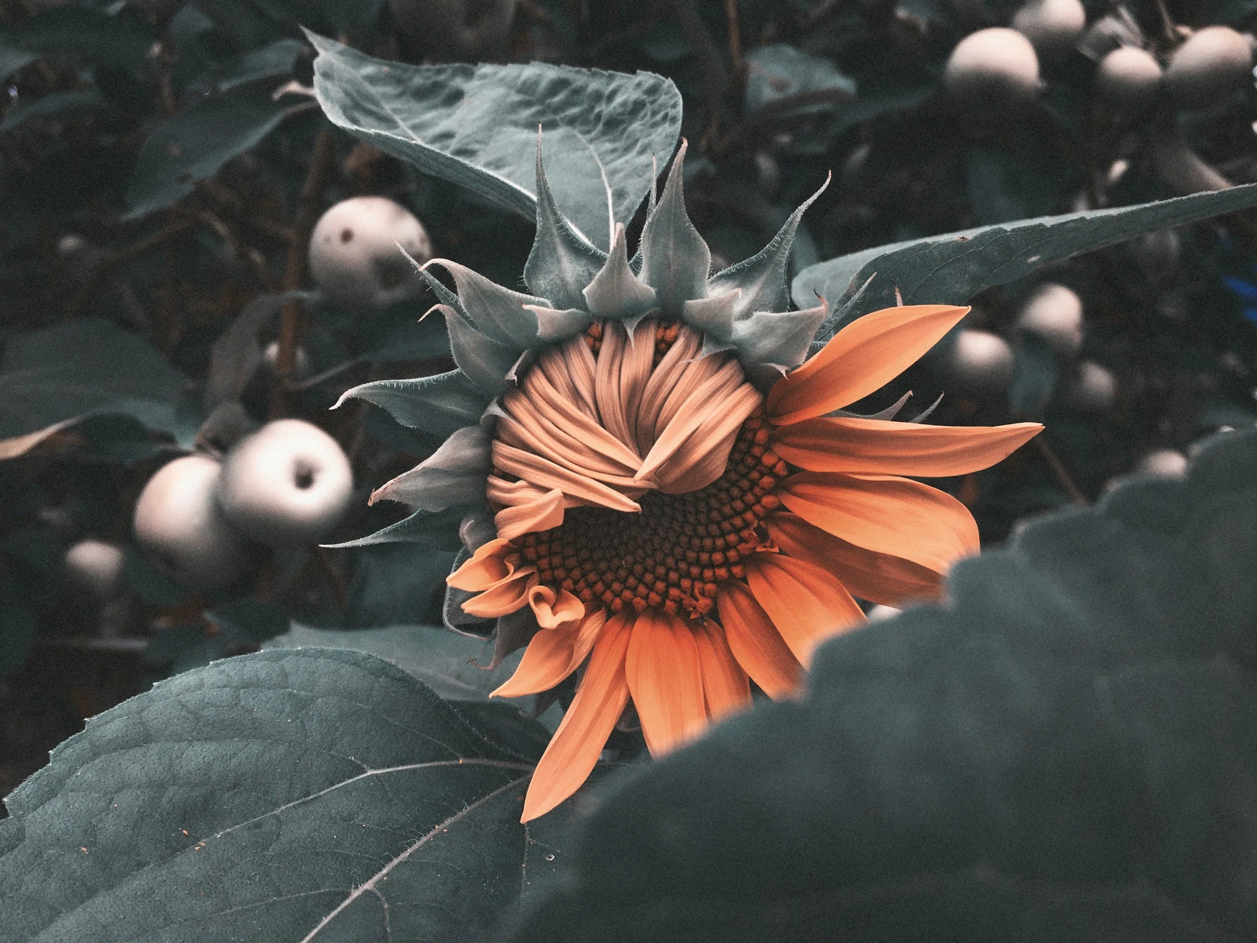 Grace