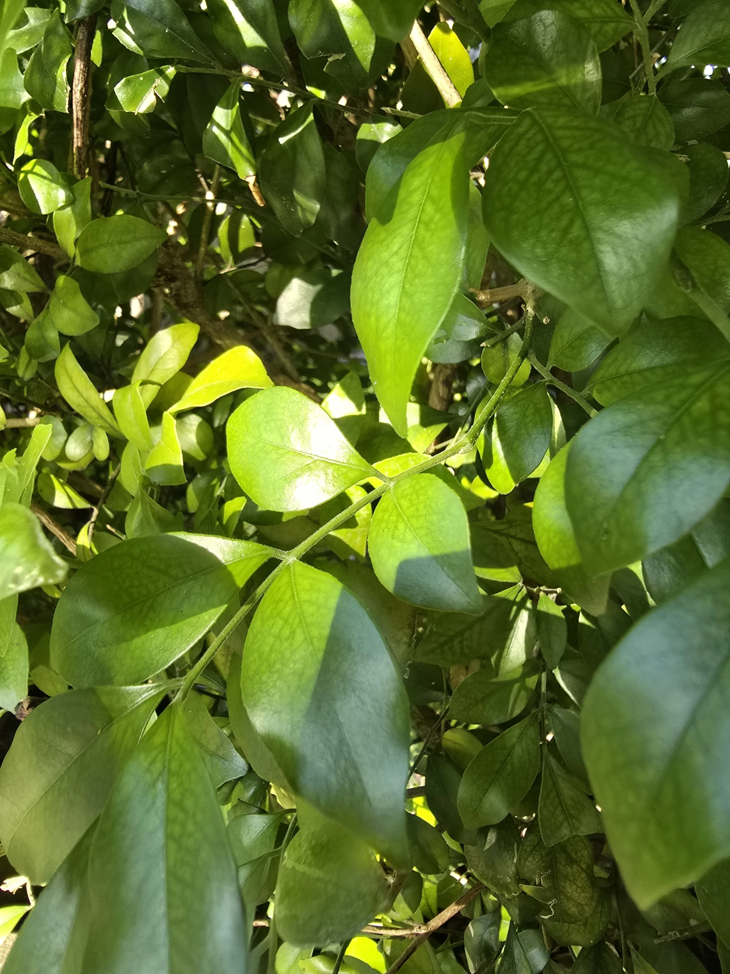 Leaf