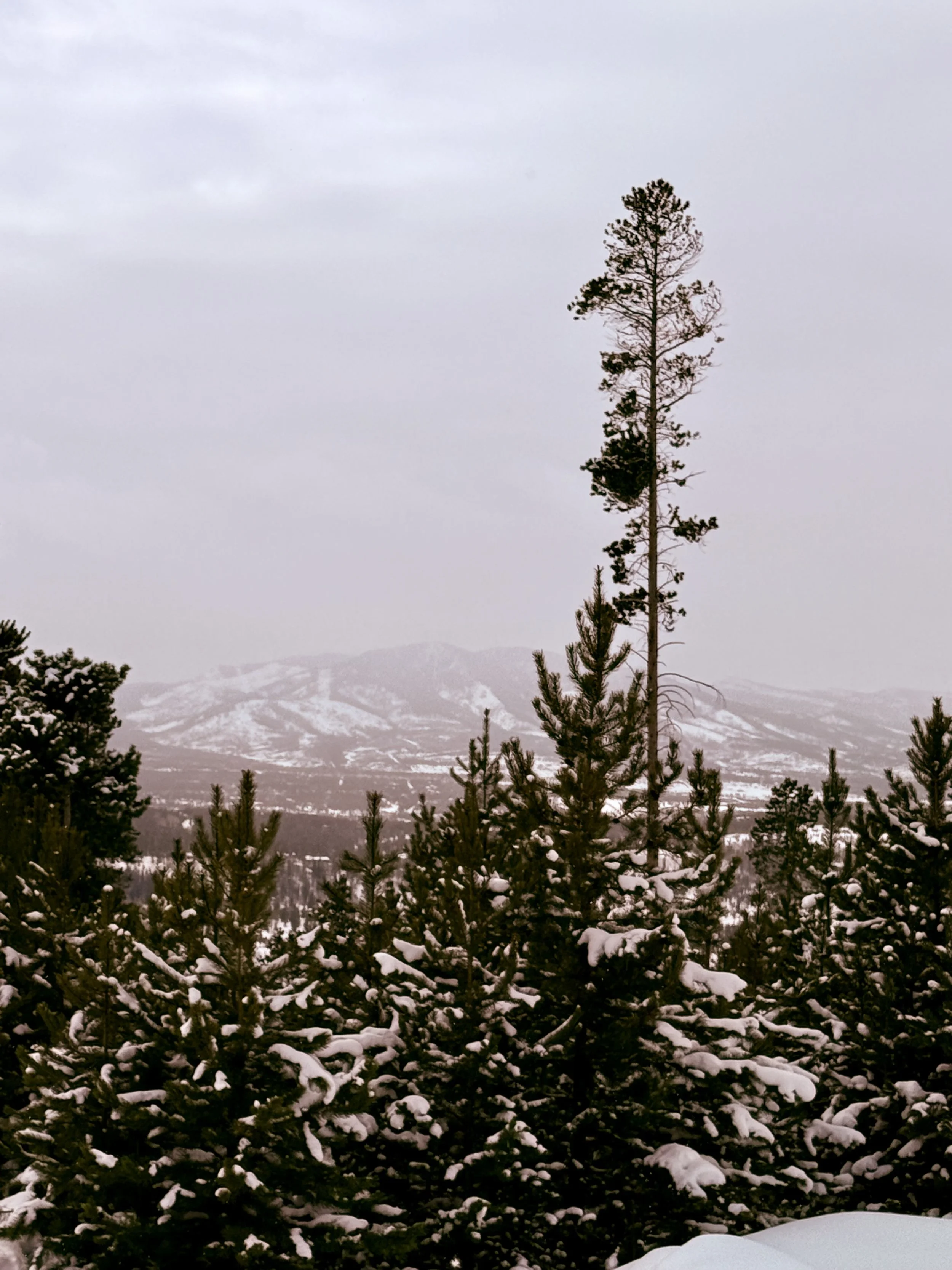 Snow-covered pine trees with a lone tall tree in winter landscape, mountains in the background.