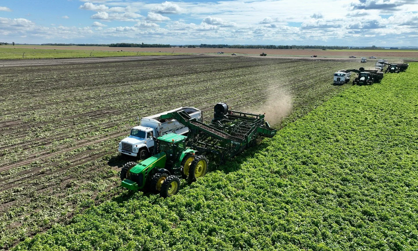 Rolled into potatoes this week 🥔 heading across the river today to start on the river flat! 

Happy harvesting!