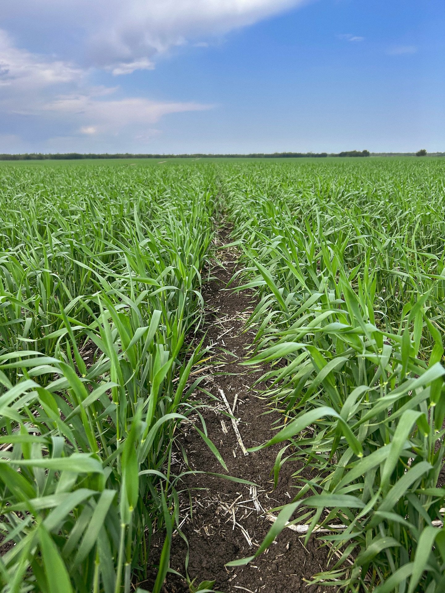 Taken off 🚀 

We got a much needed rain in Northern Alberta, with hopefully more to come for the prairies 🤞🏻