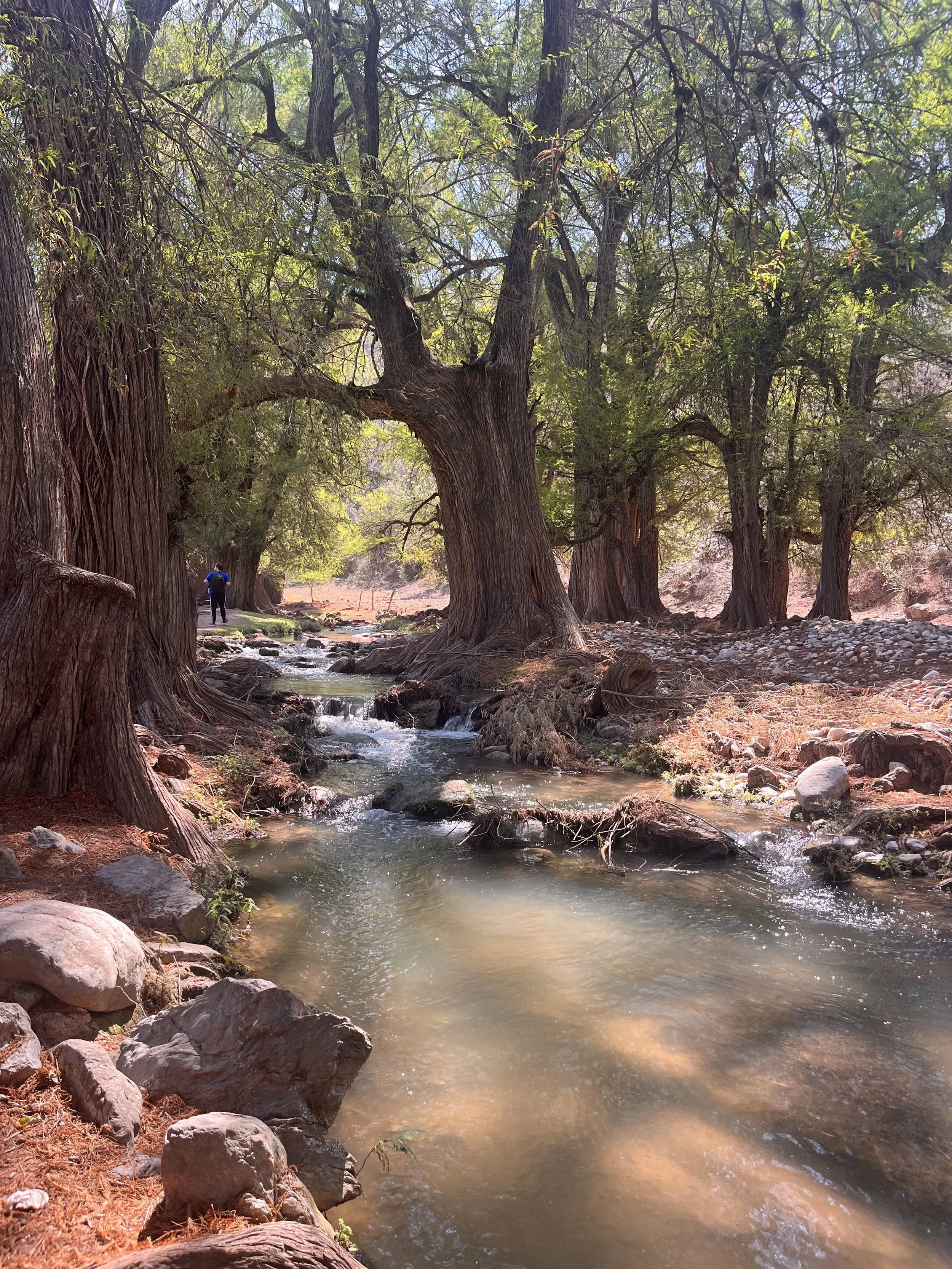 xcursion-el-aguacate-puebla-aventura-naturaleza.jpg