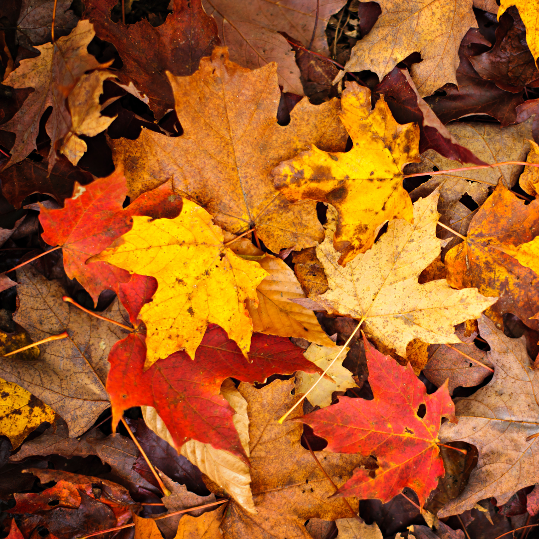 "Leaf" it to Us