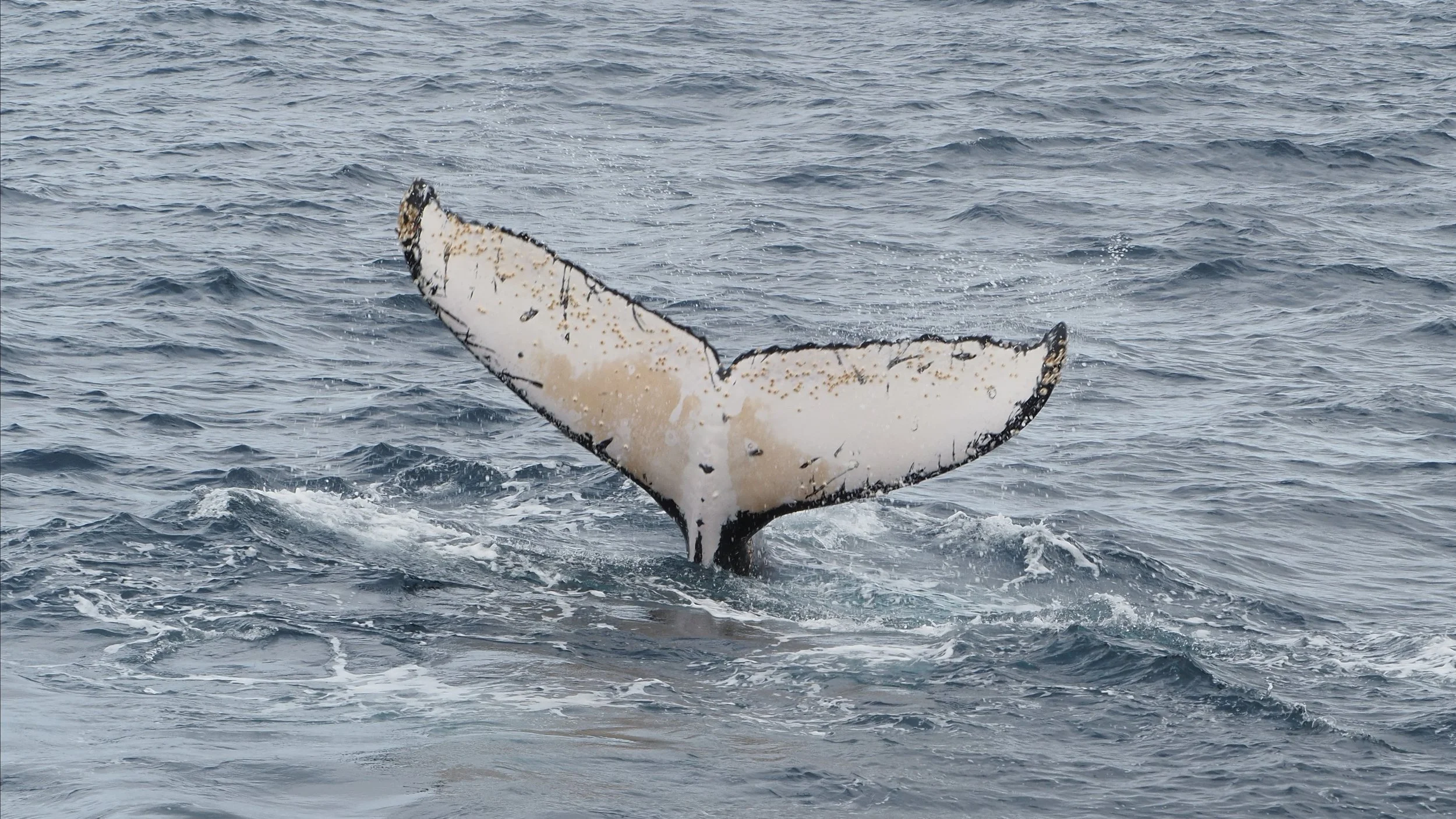 Whale Tail copy.jpg