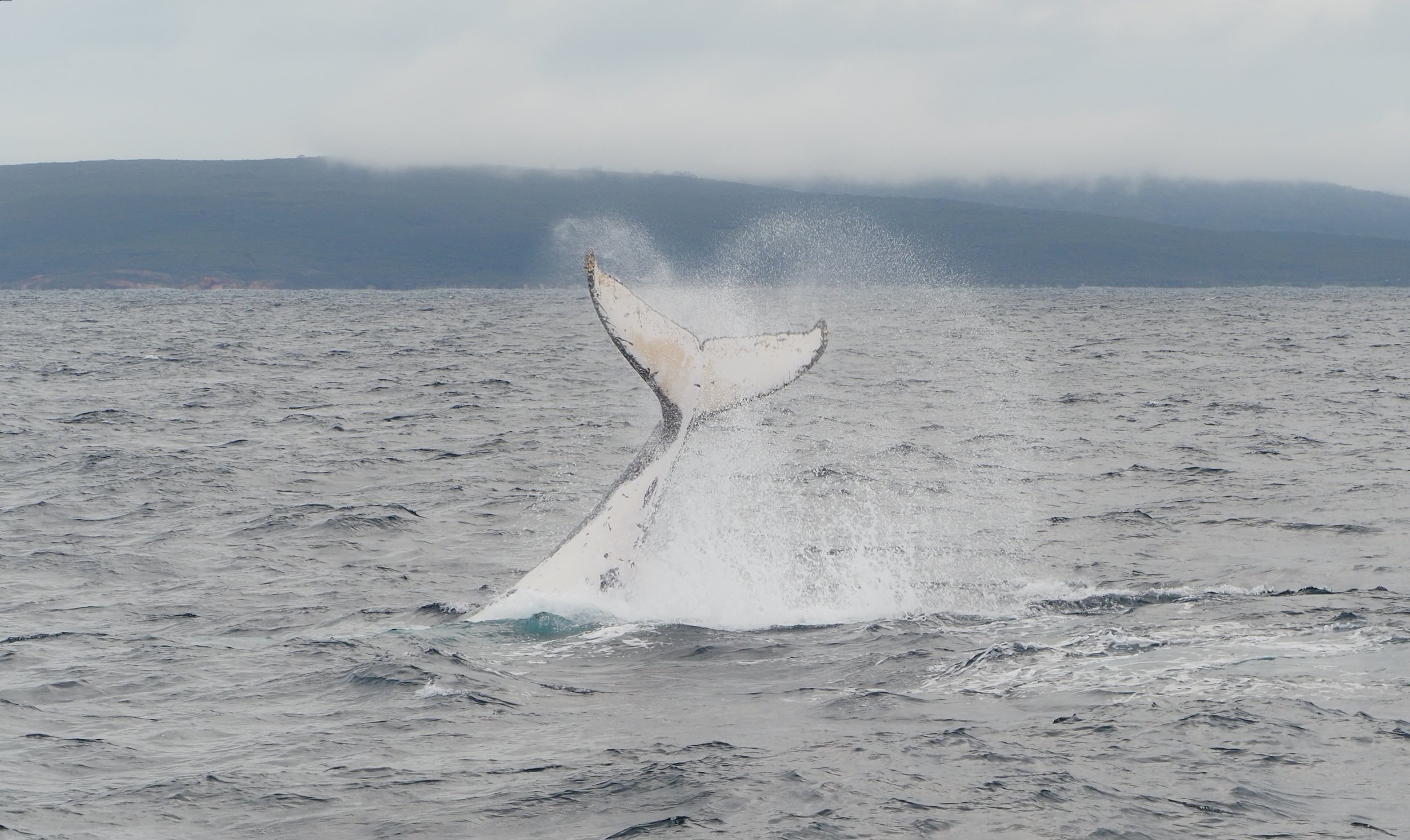 Whale tail with splash.jpg