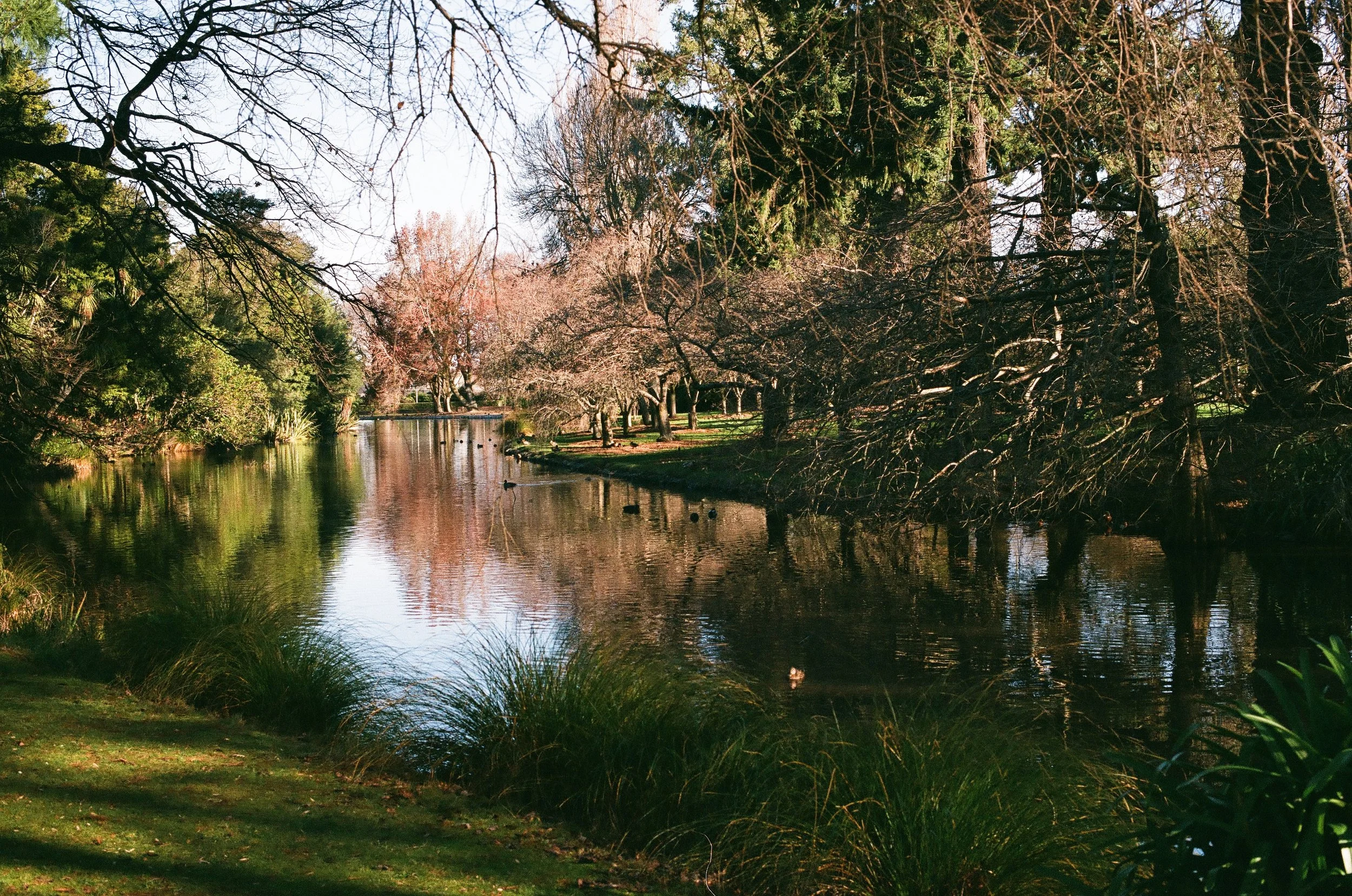 Ashburton Domain Pond