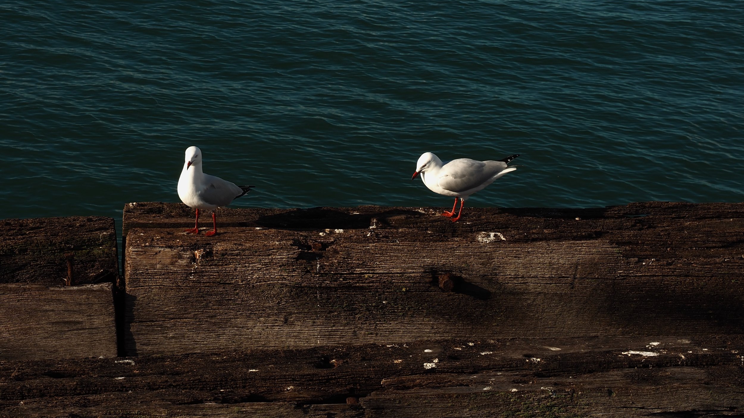 Jetty Gulls.jpg