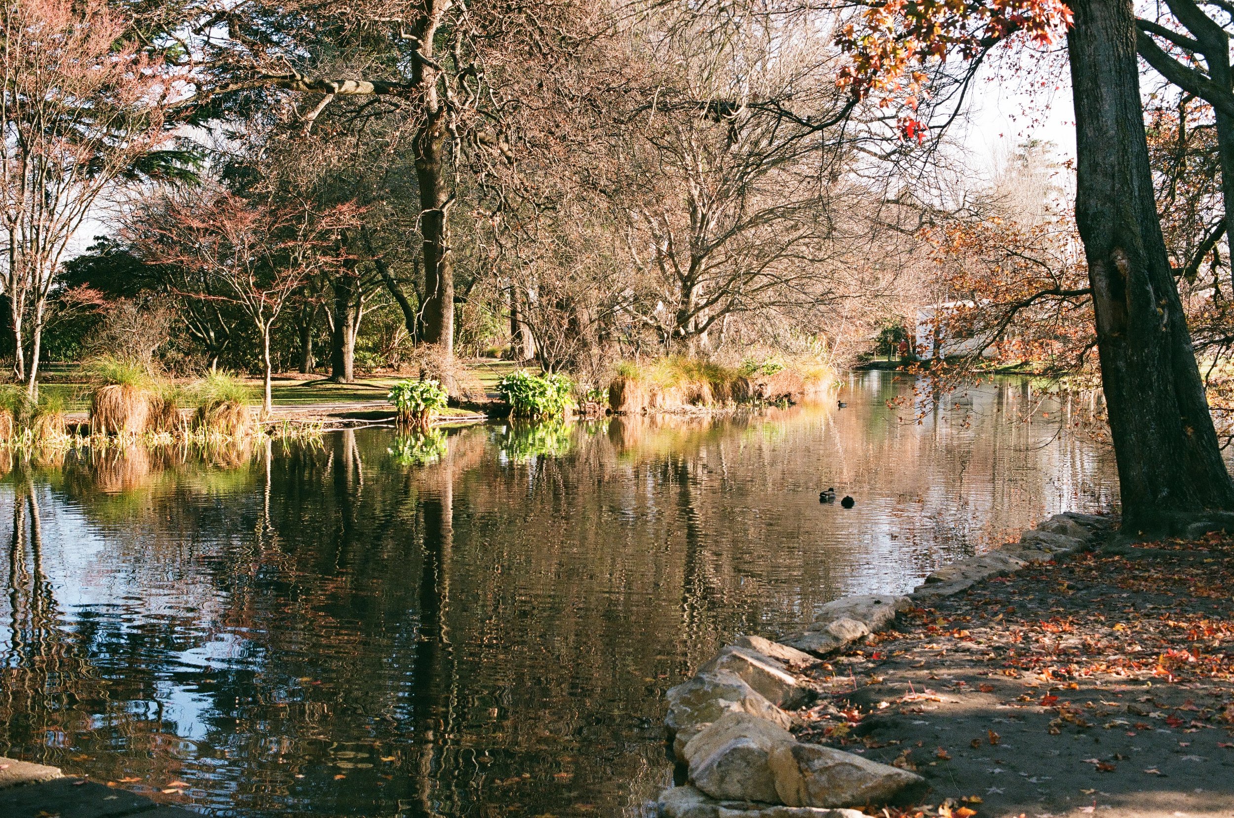 Ashburton Domain Pond