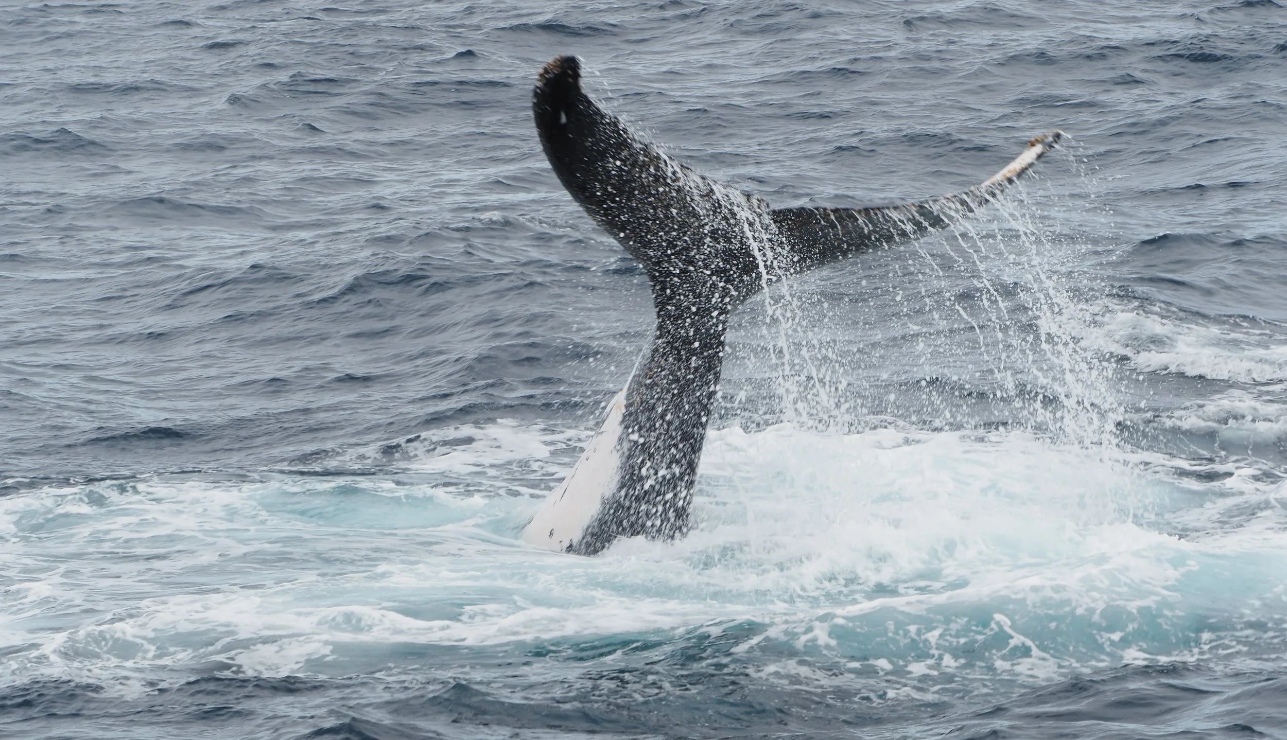 Splashing fluke.jpg
