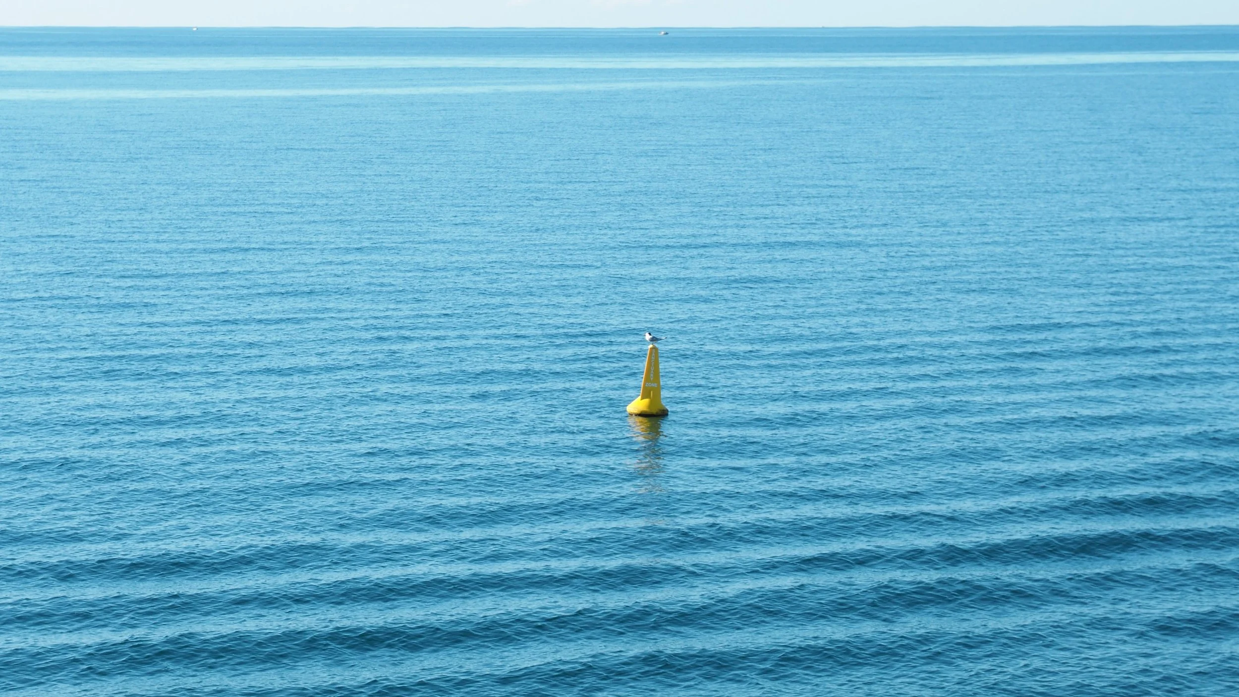 Bird on Bouy.jpg