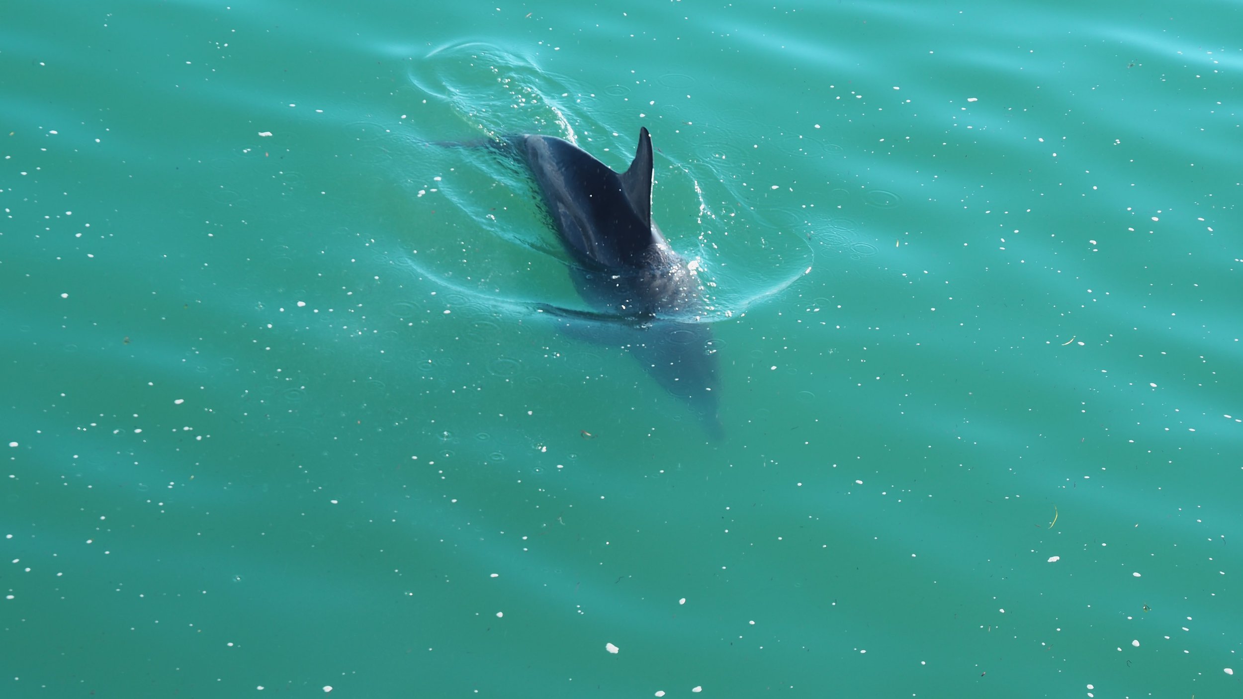 Jetty Dolphin.jpg