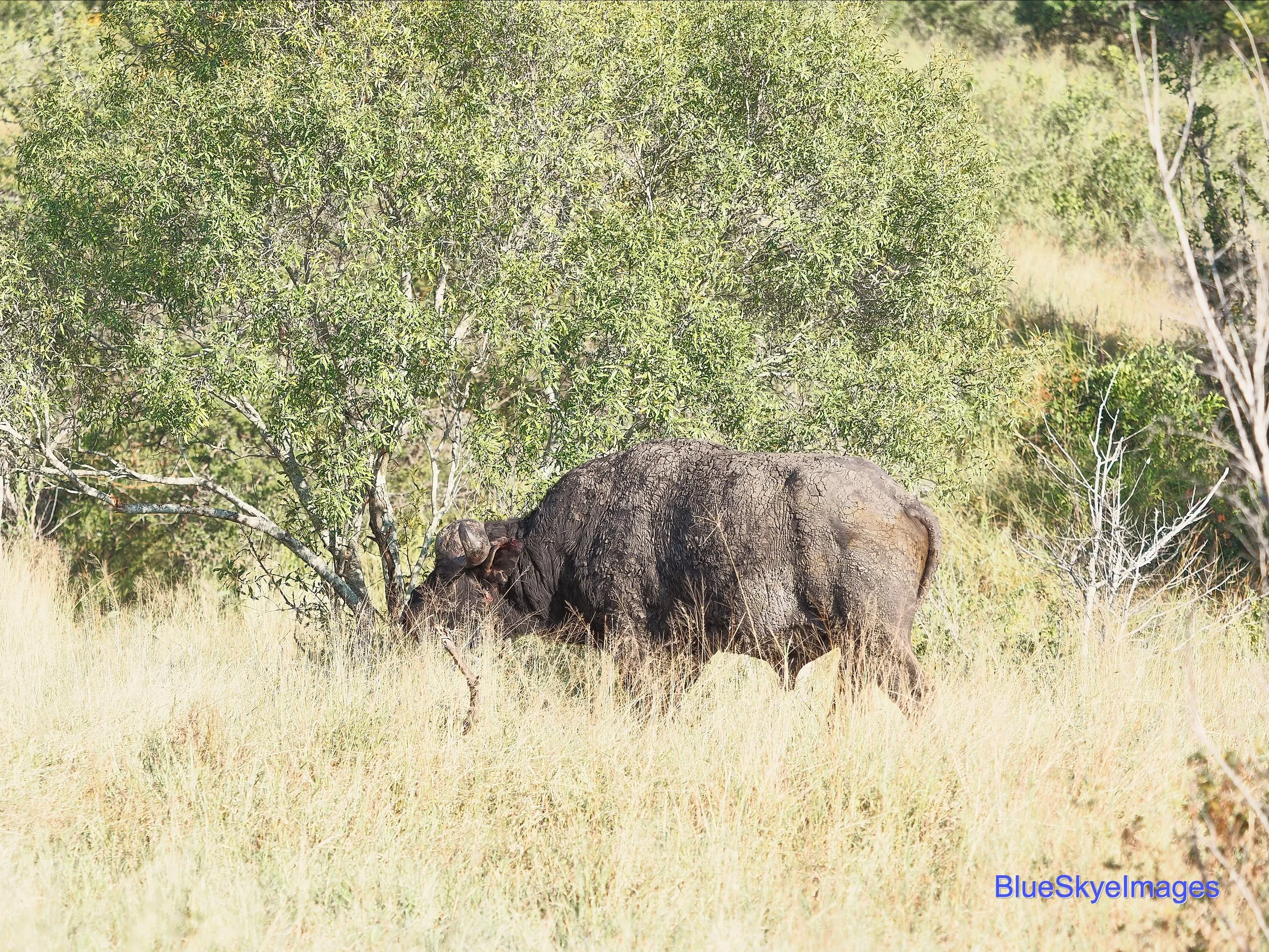 "Dugga" Water Buffalo Kruger Park