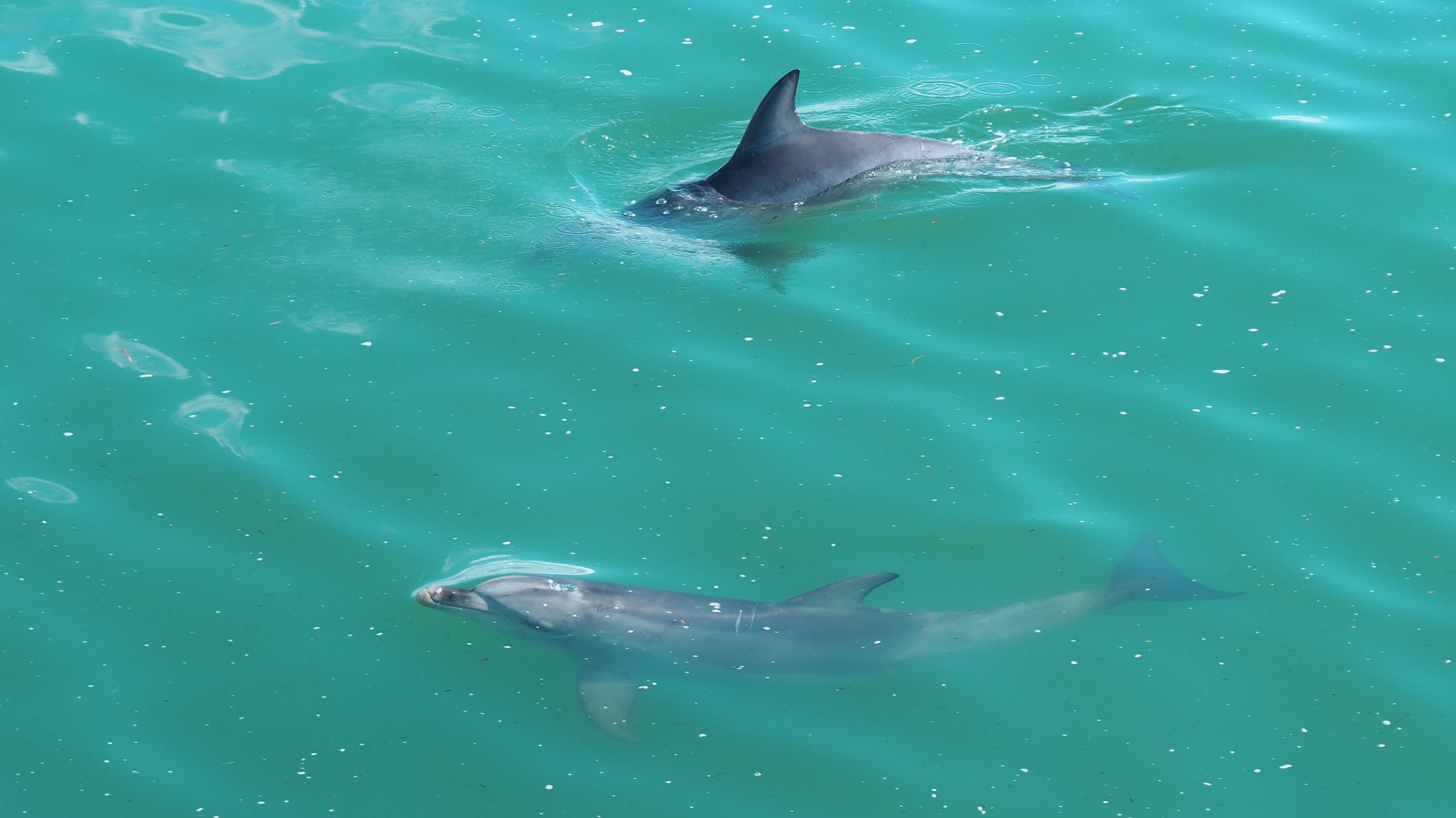 Jetty Dolphins.jpg